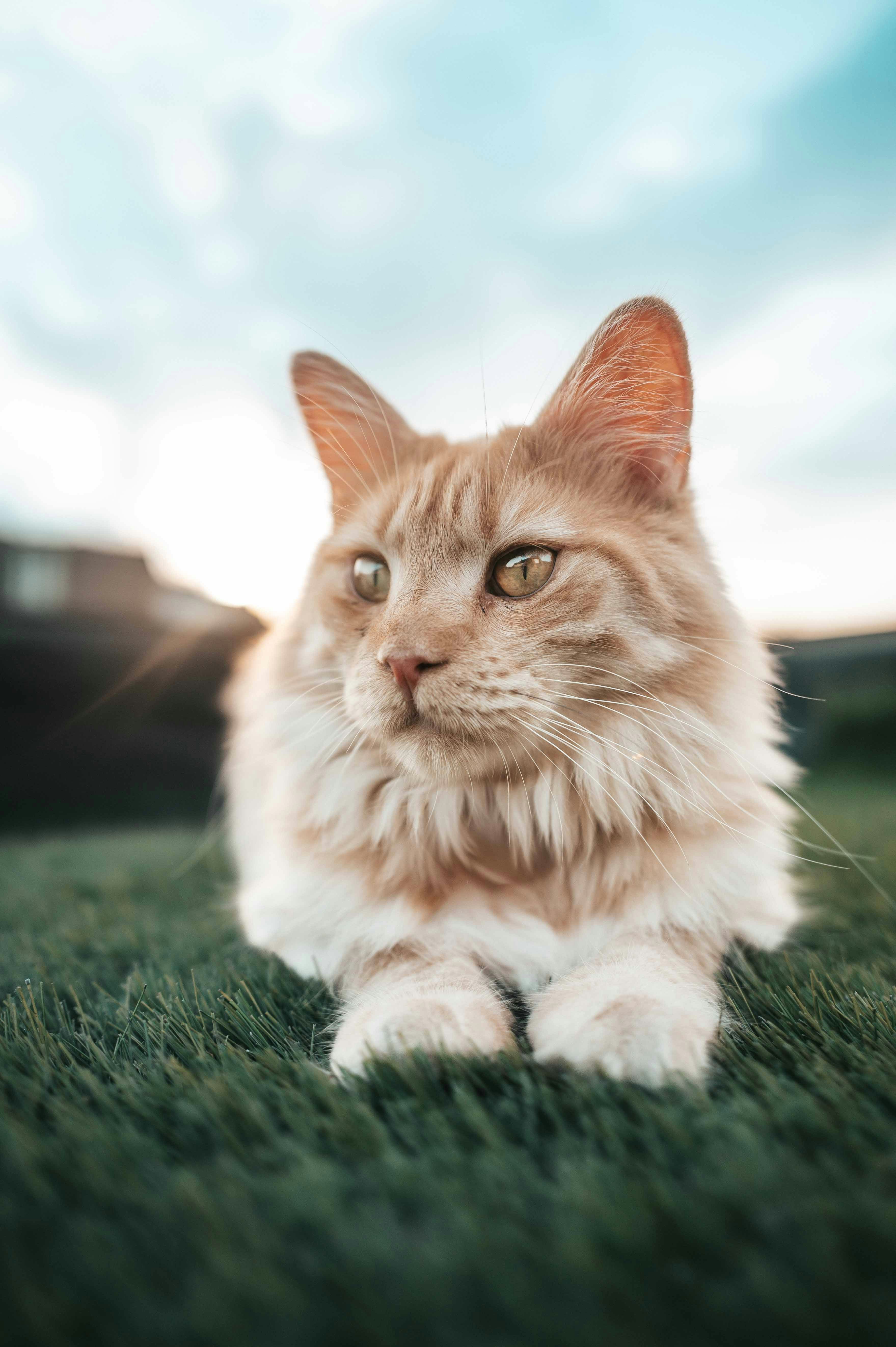 Gatto arancione soffice che riposa sull'erba verde al tramonto