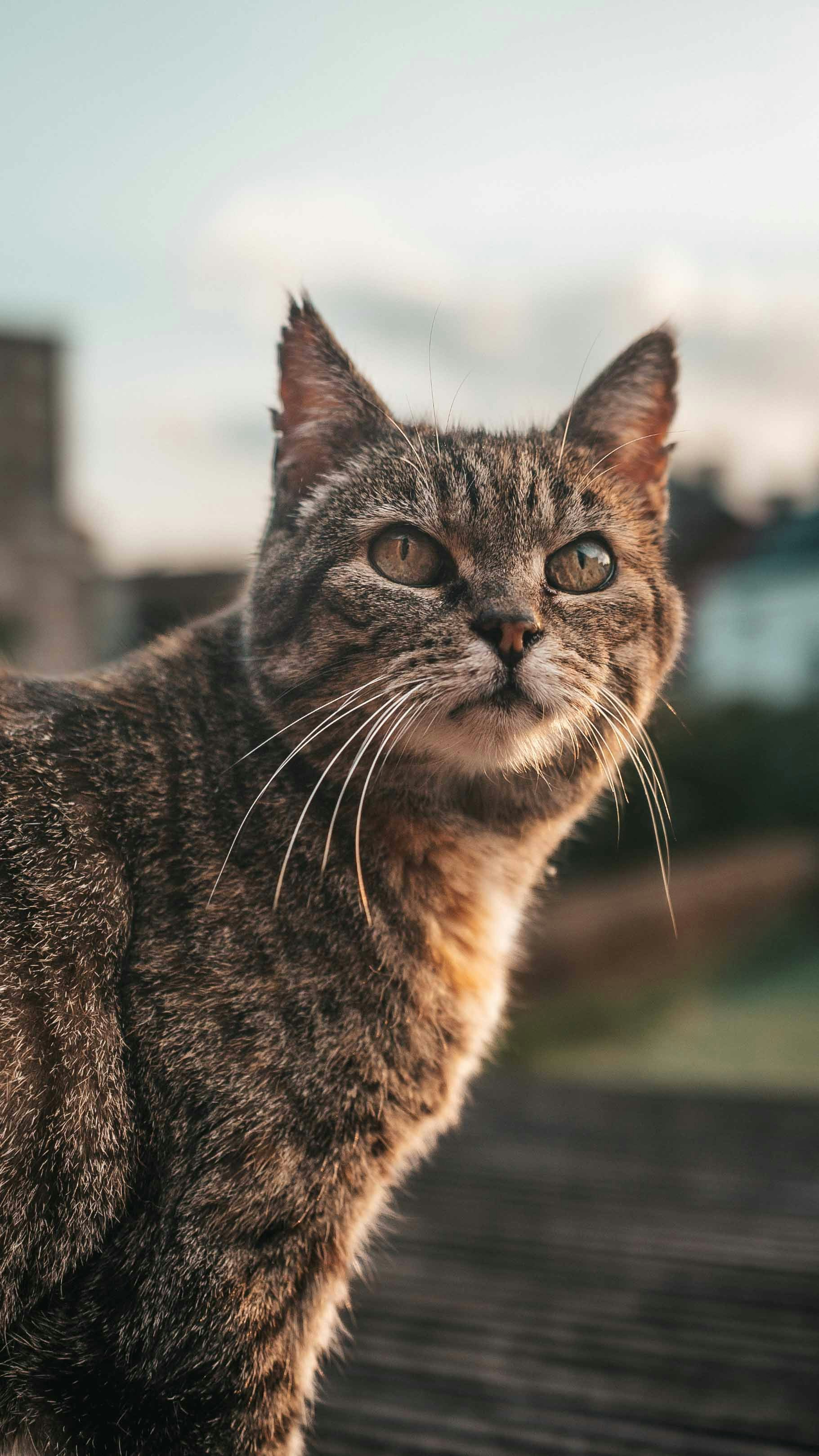 Gatto tigrato che guarda intensamente con occhi dorati all'aperto