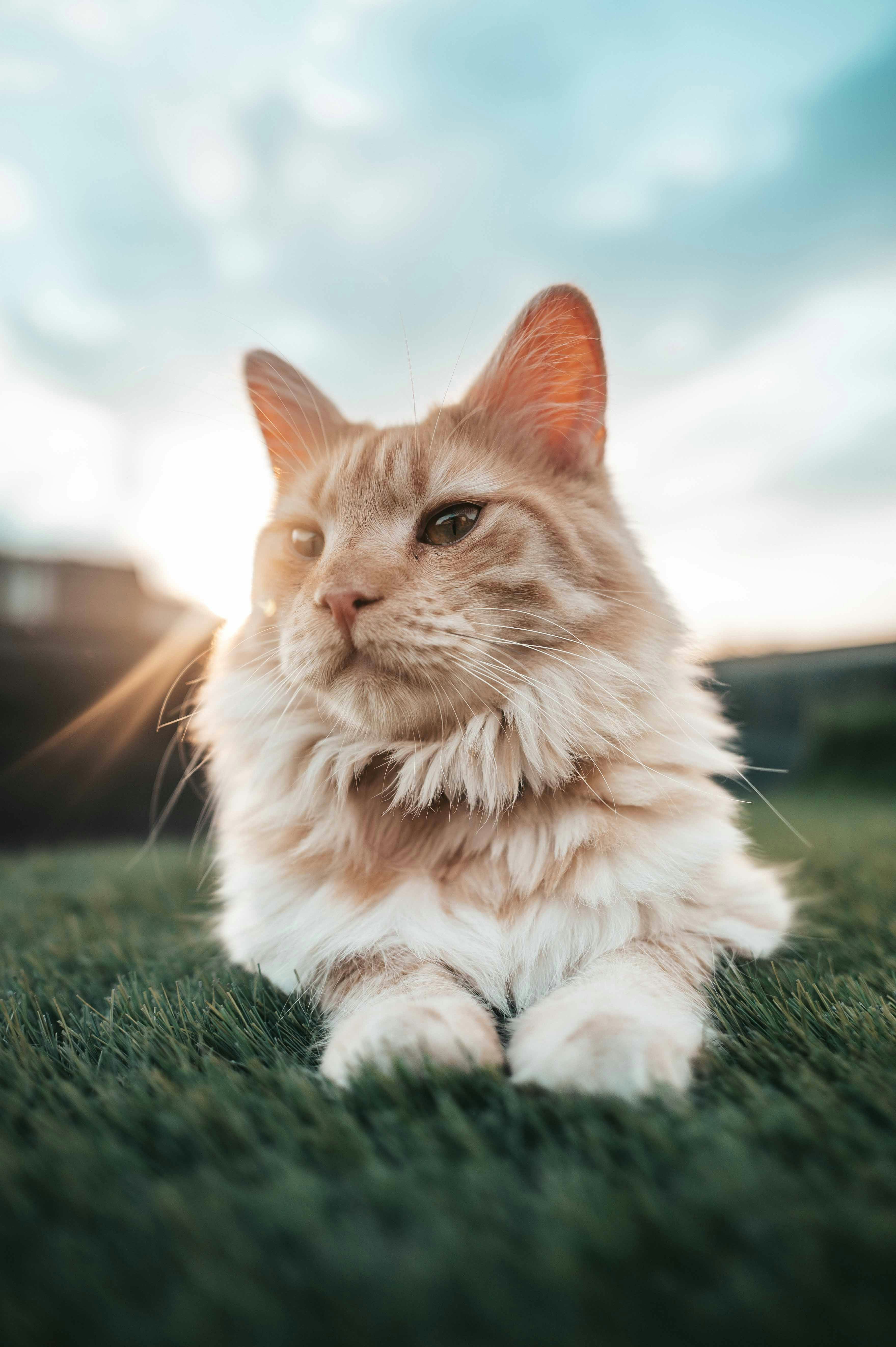 Gatto arancione sull'erba con riflesso dell'obiettivo al tramonto