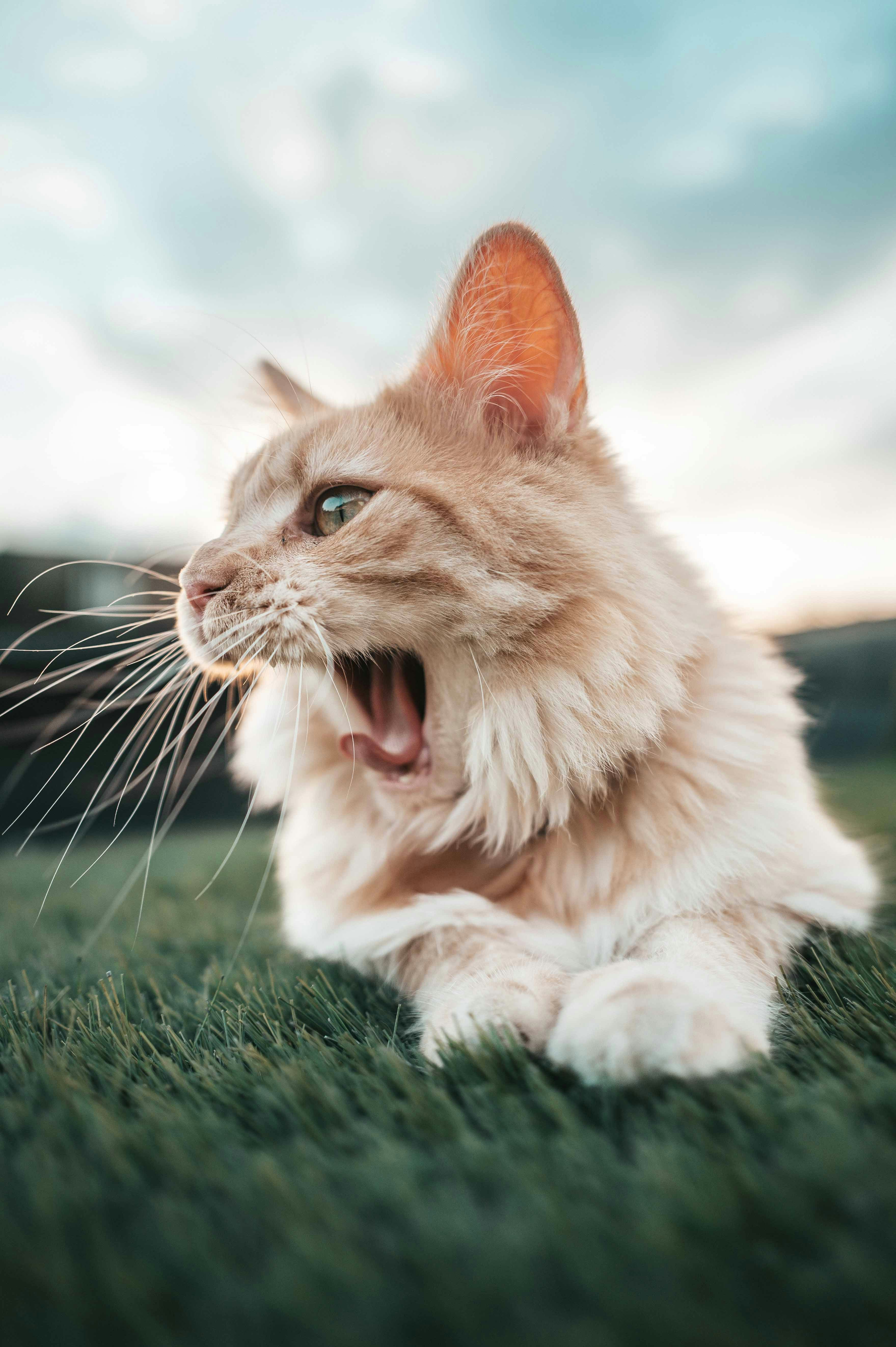 Gatto arancione e soffice che sbadiglia sull'erba verde