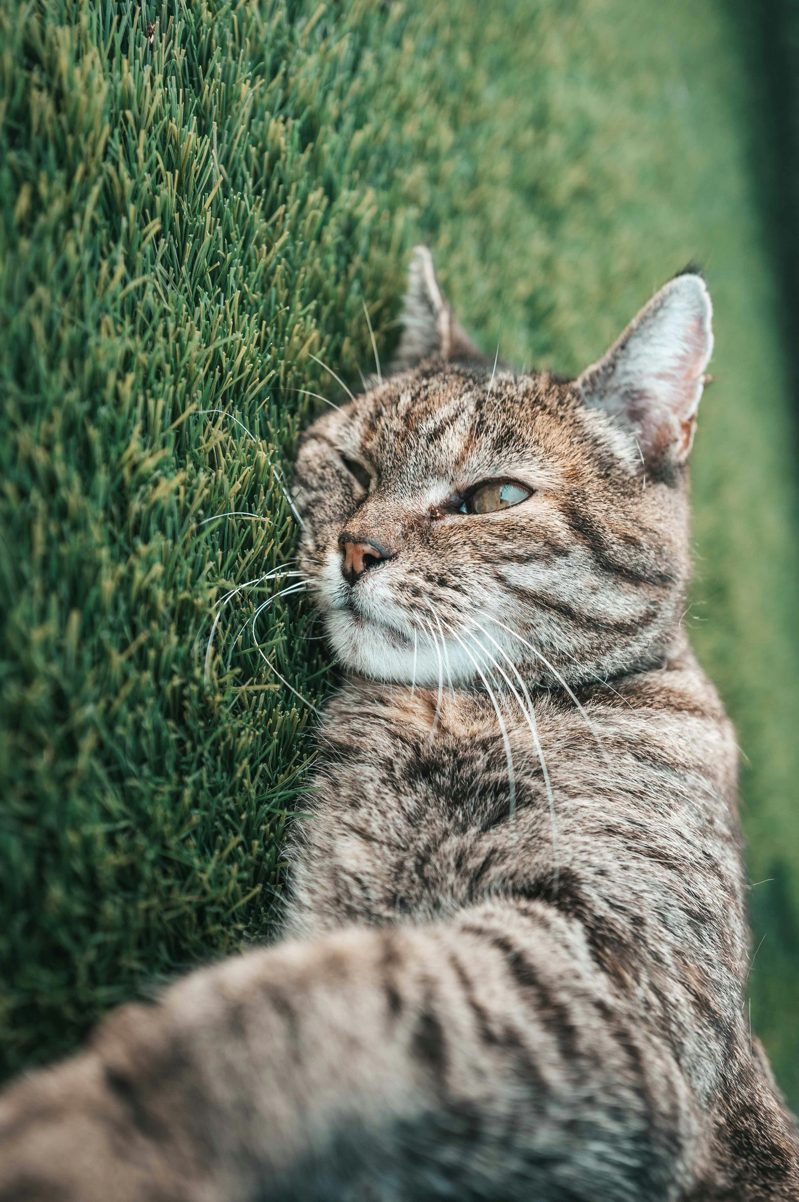 Gatto tigrato rilassato su sfondo verde texturizzato