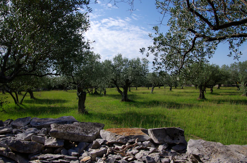Urla Olive Mill Estate