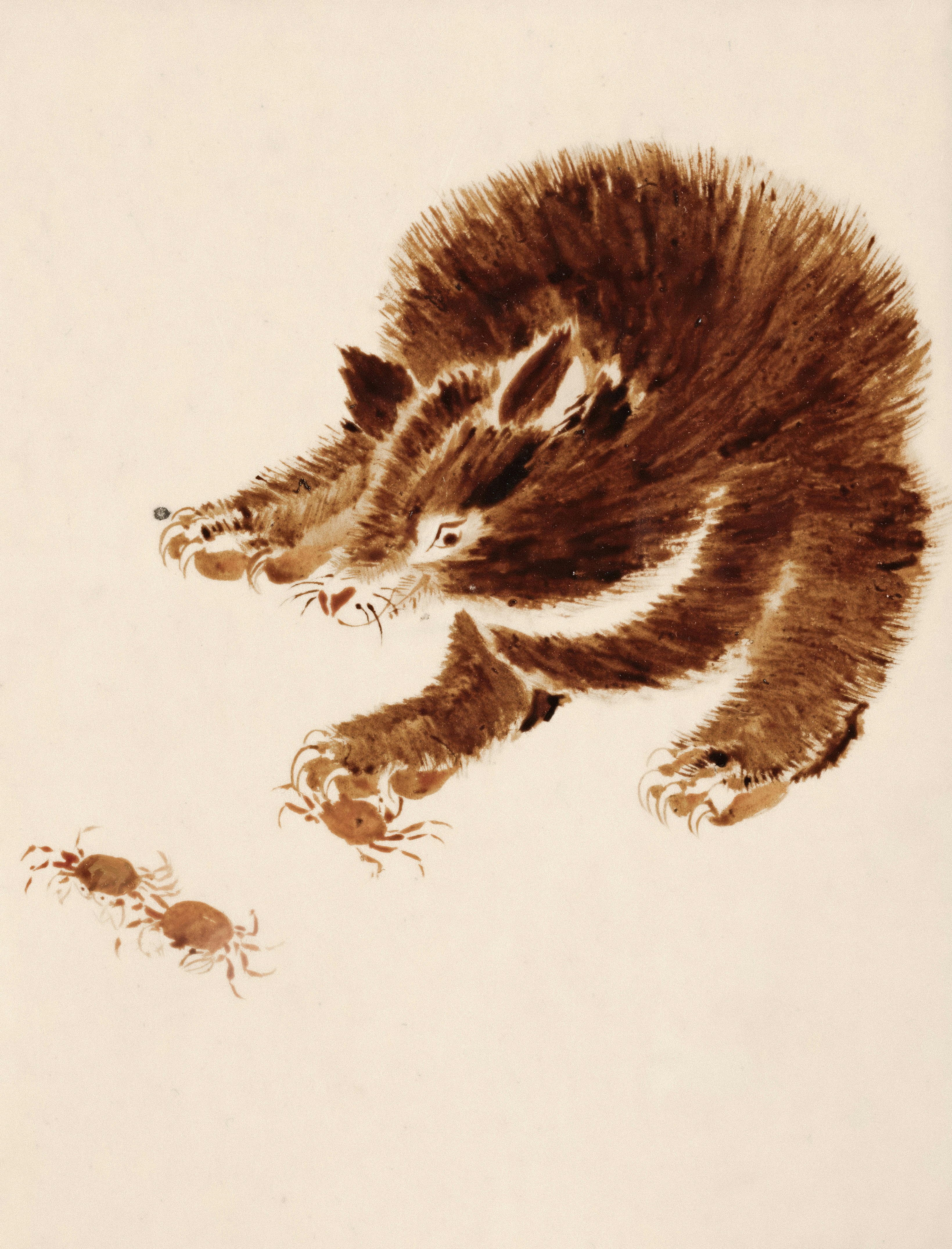A fluffy brown animal playing with two small crabs.