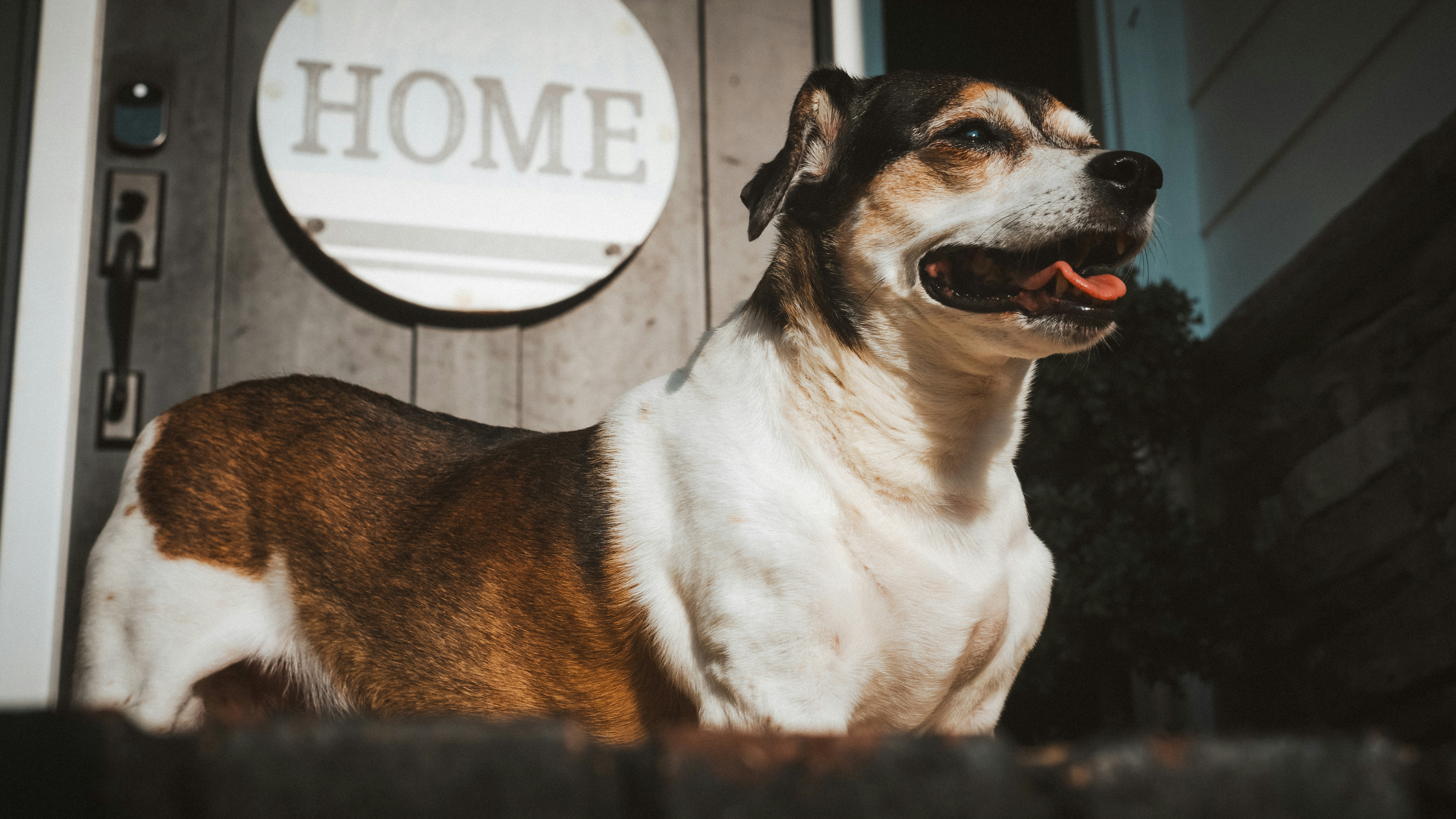 A dog stands by a door with a