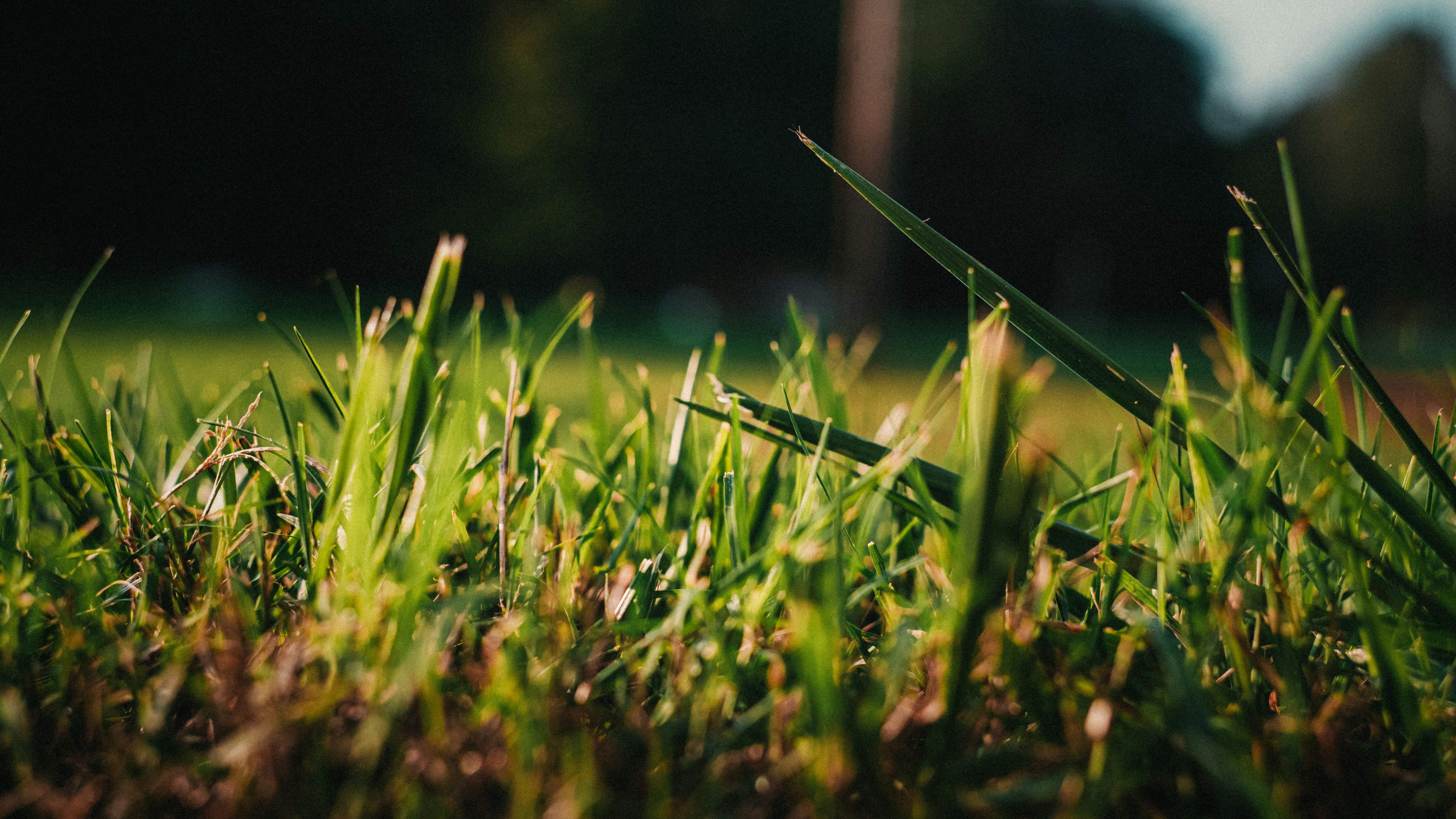 Close-up of green grass blades in sunlight.