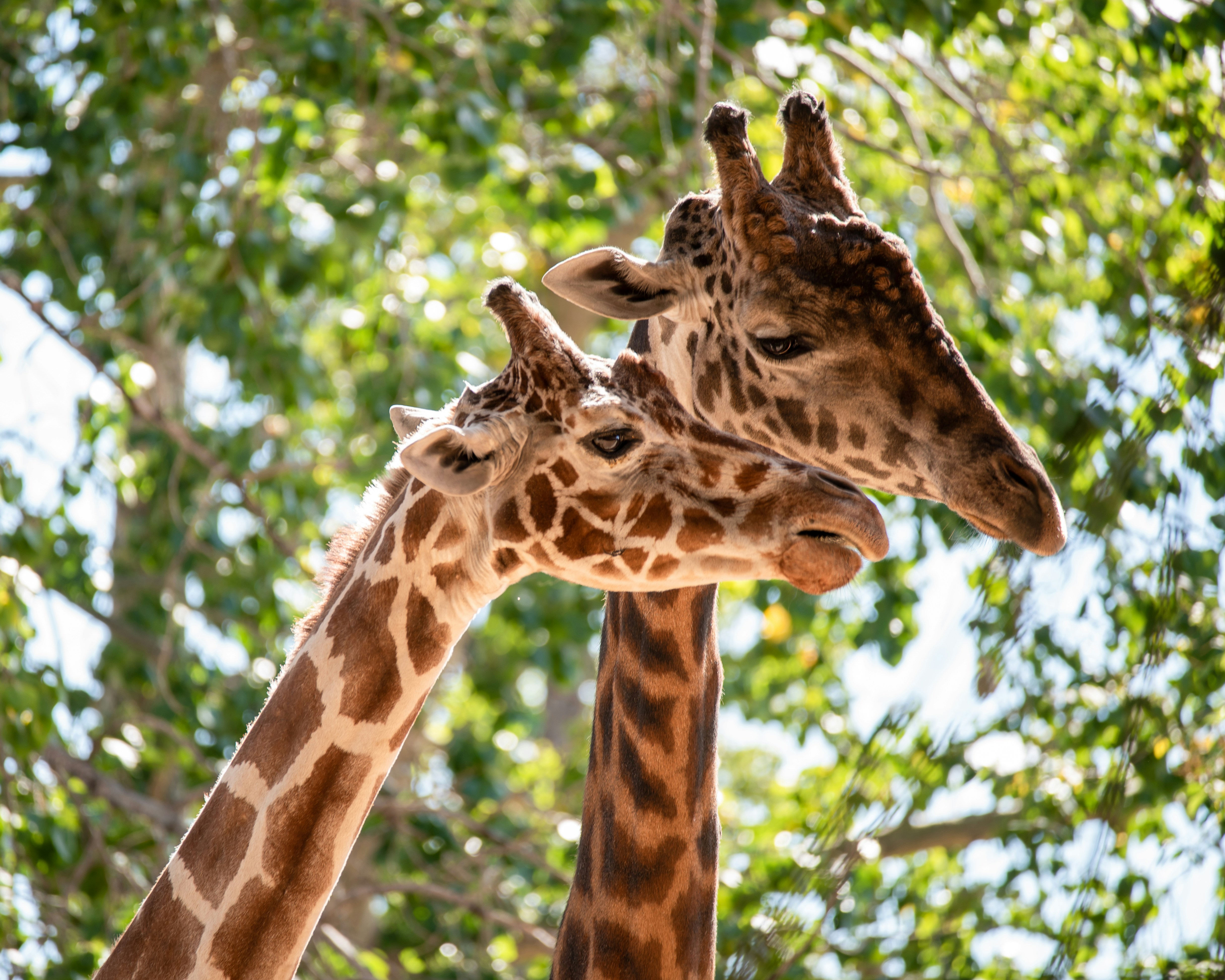 Two giraffes nuzzling under green foliage
