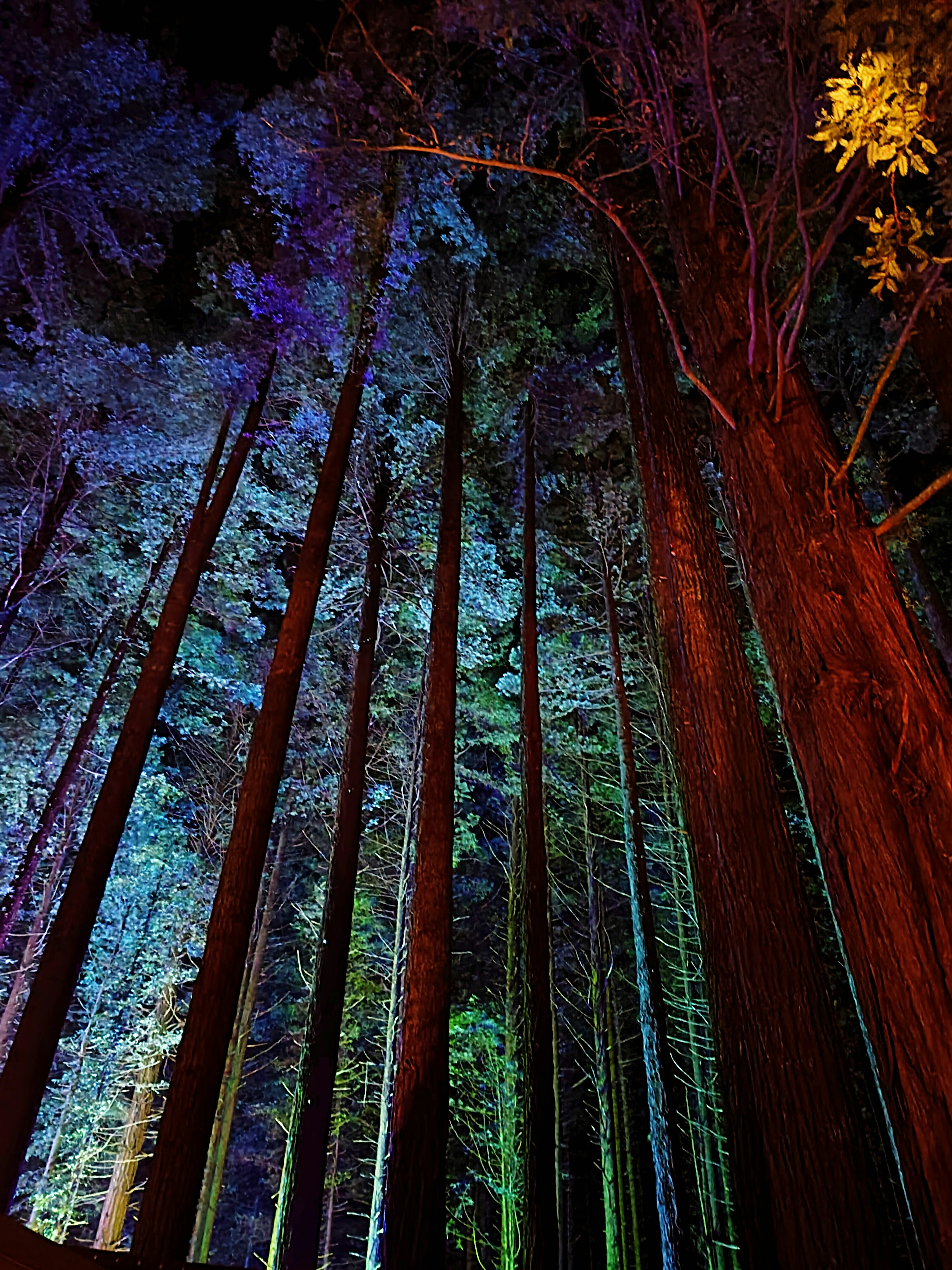Tall forest trees illuminated with vibrant colorful lights at night