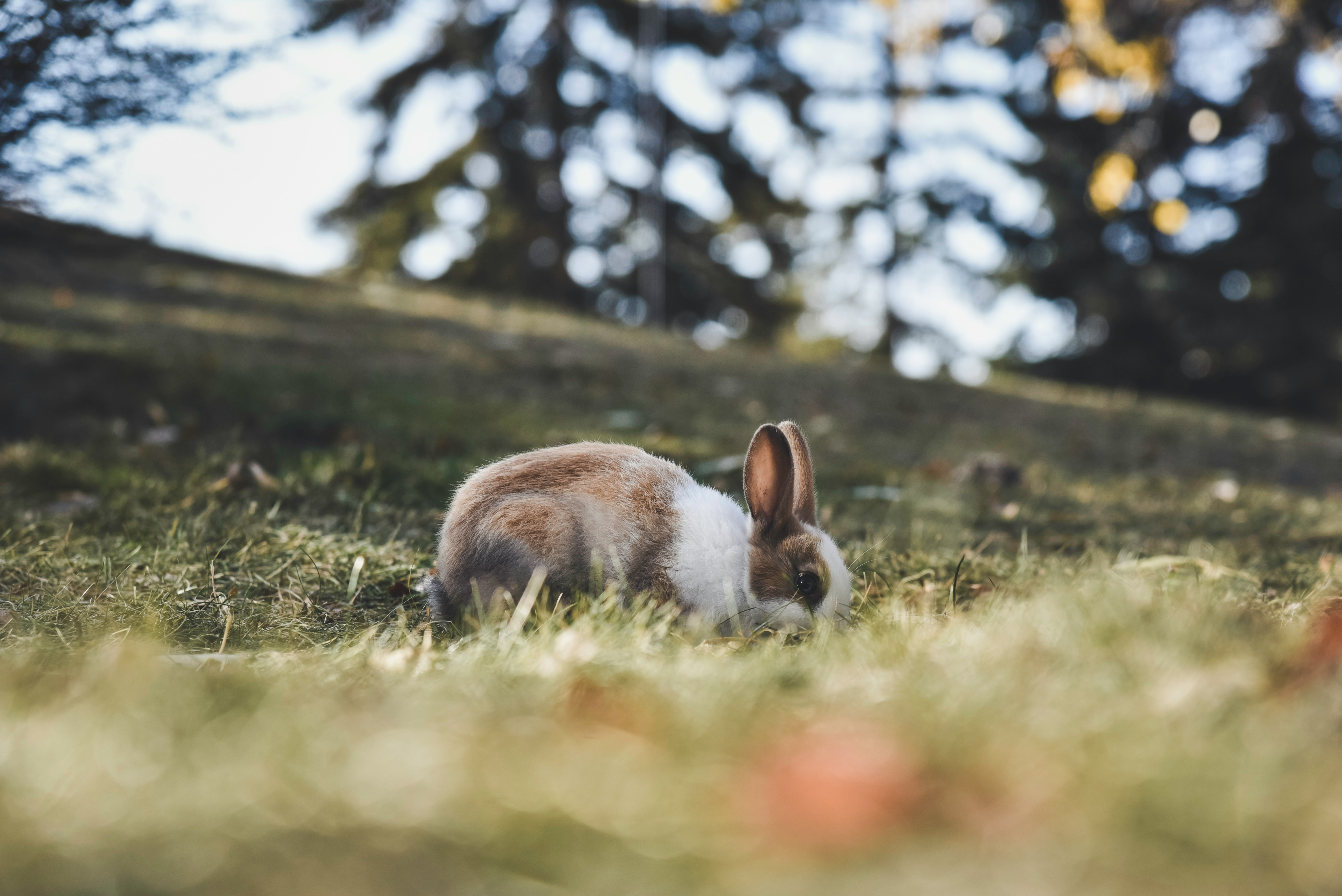 Quand Flopsy enfile ses baskets : le sport lapin, phénomène qui fait bondir la France