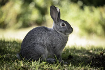 A gray rabbit sits on green grass in sunlight