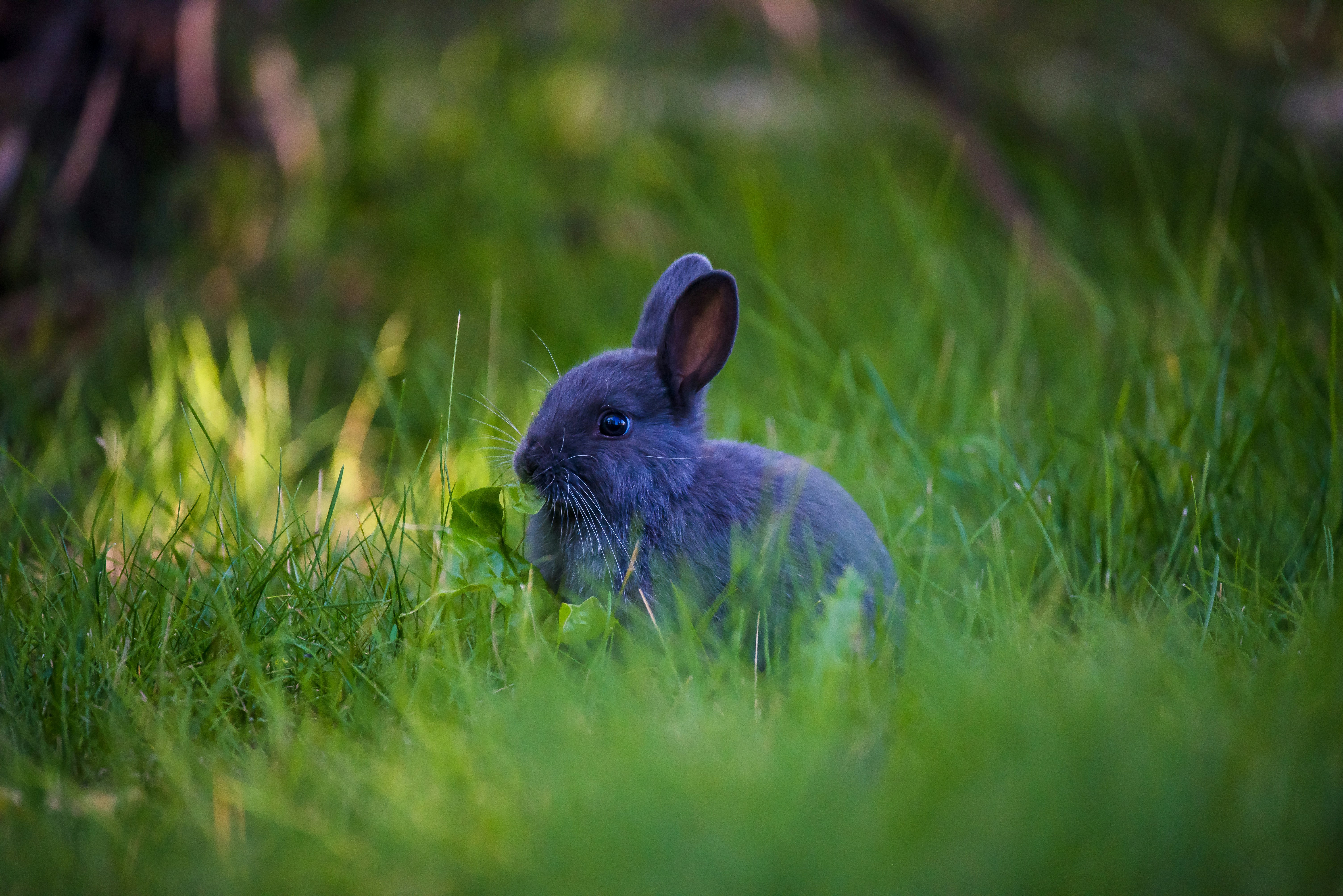 Le lapin, ce gourou du bien manger que vous n'aviez pas vu venir