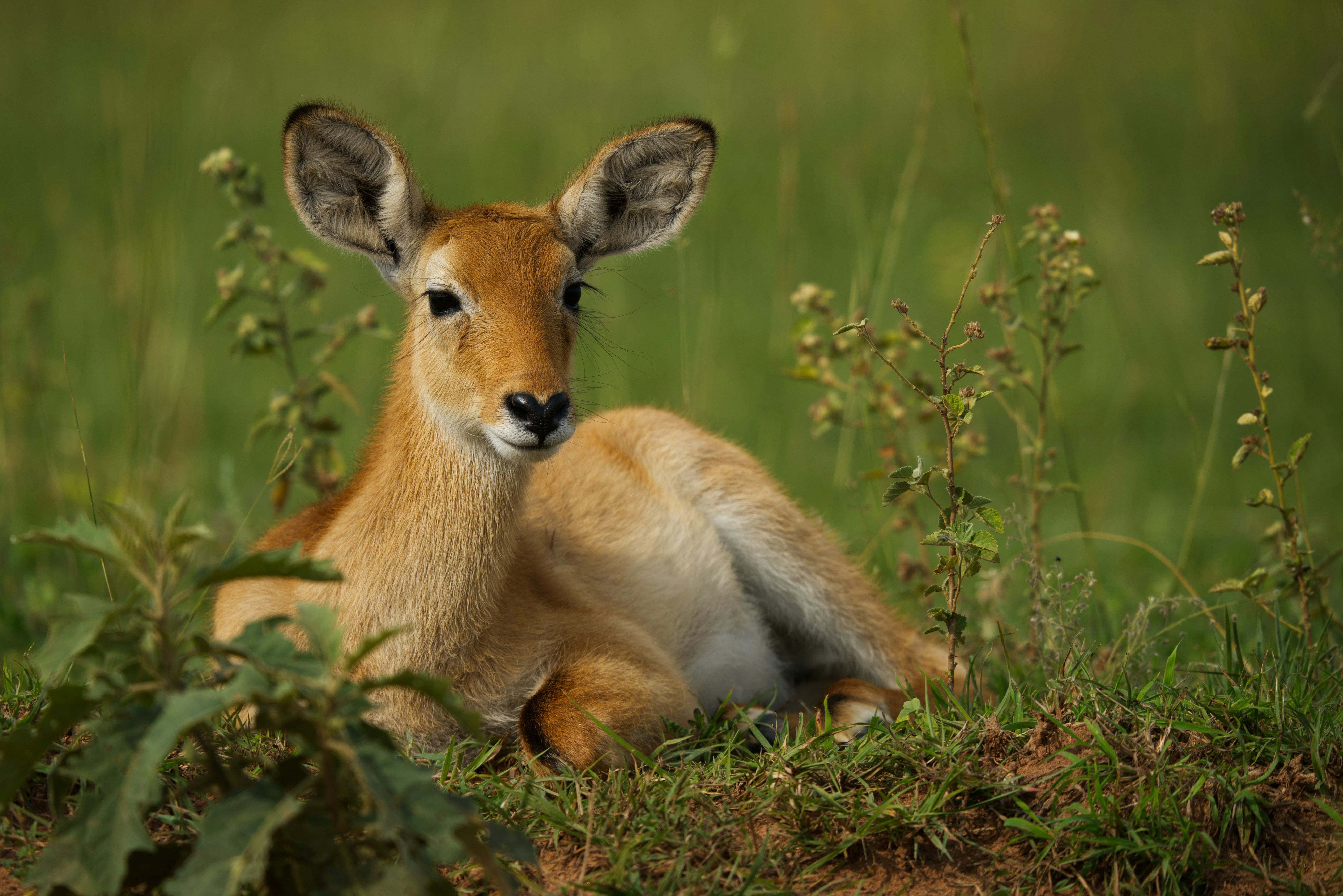 Une jeune antilope repose dans l’herbe verte.