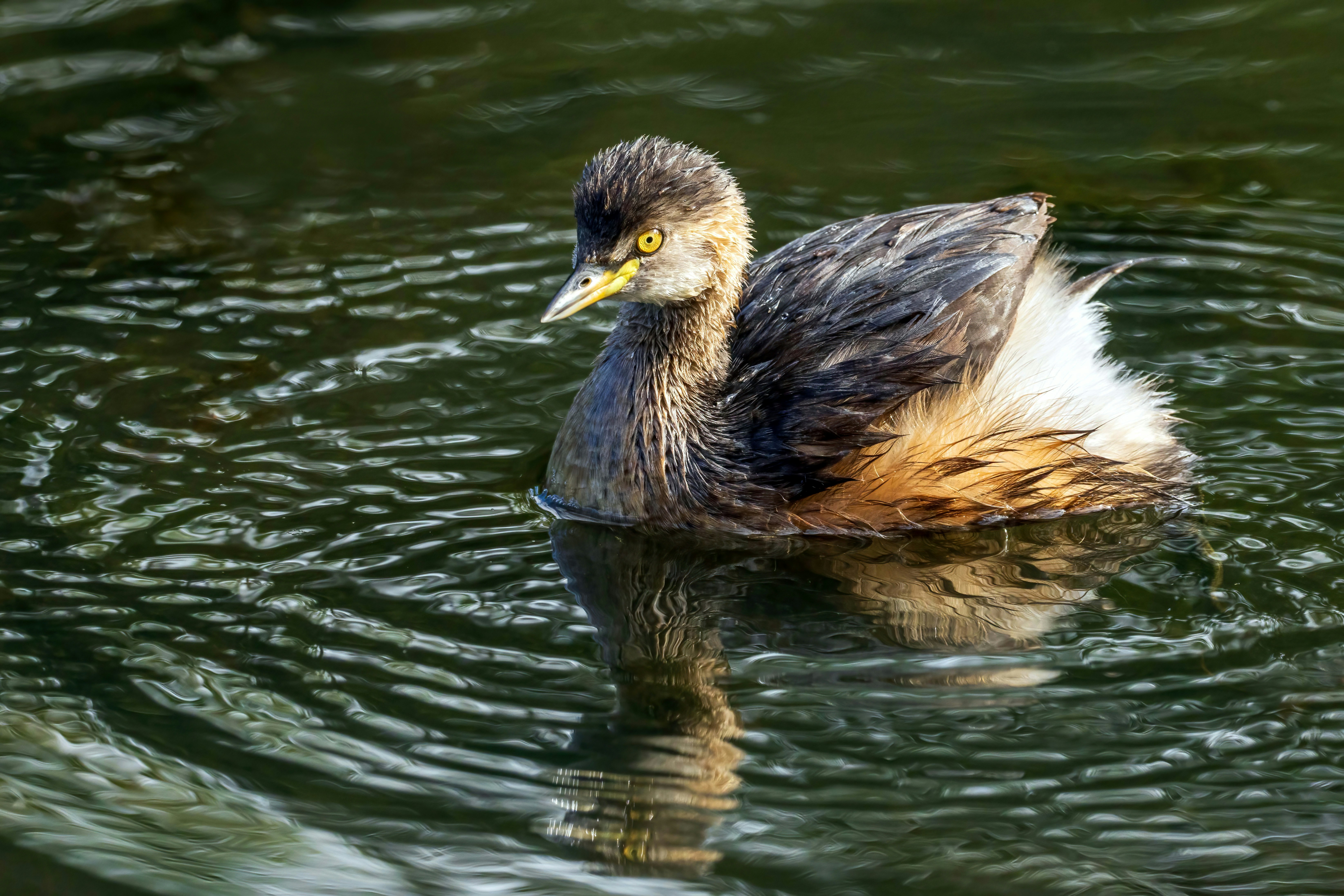 A little grebe swims in rippling dark water.