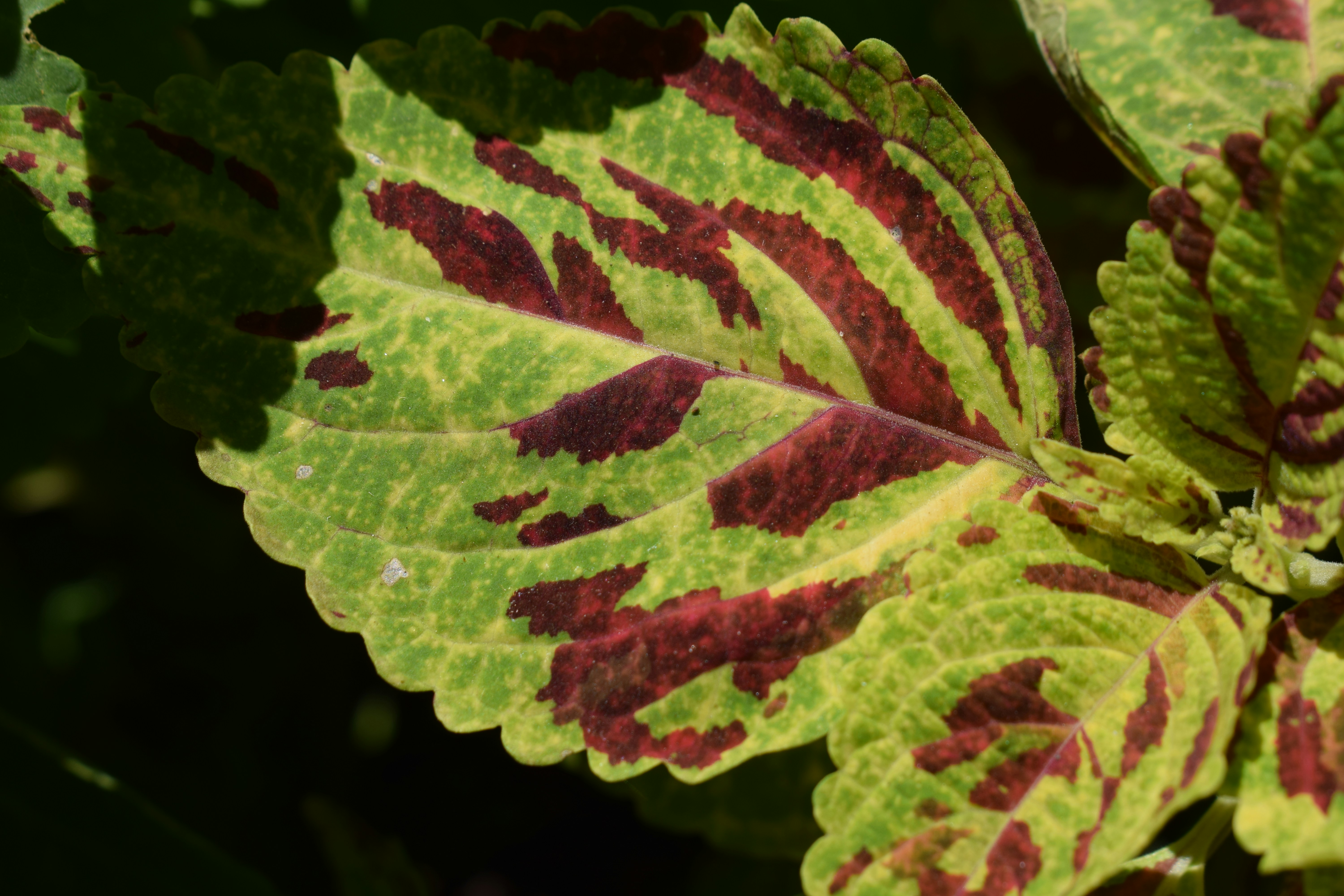 Vibrant green and red patterned coleus leaf