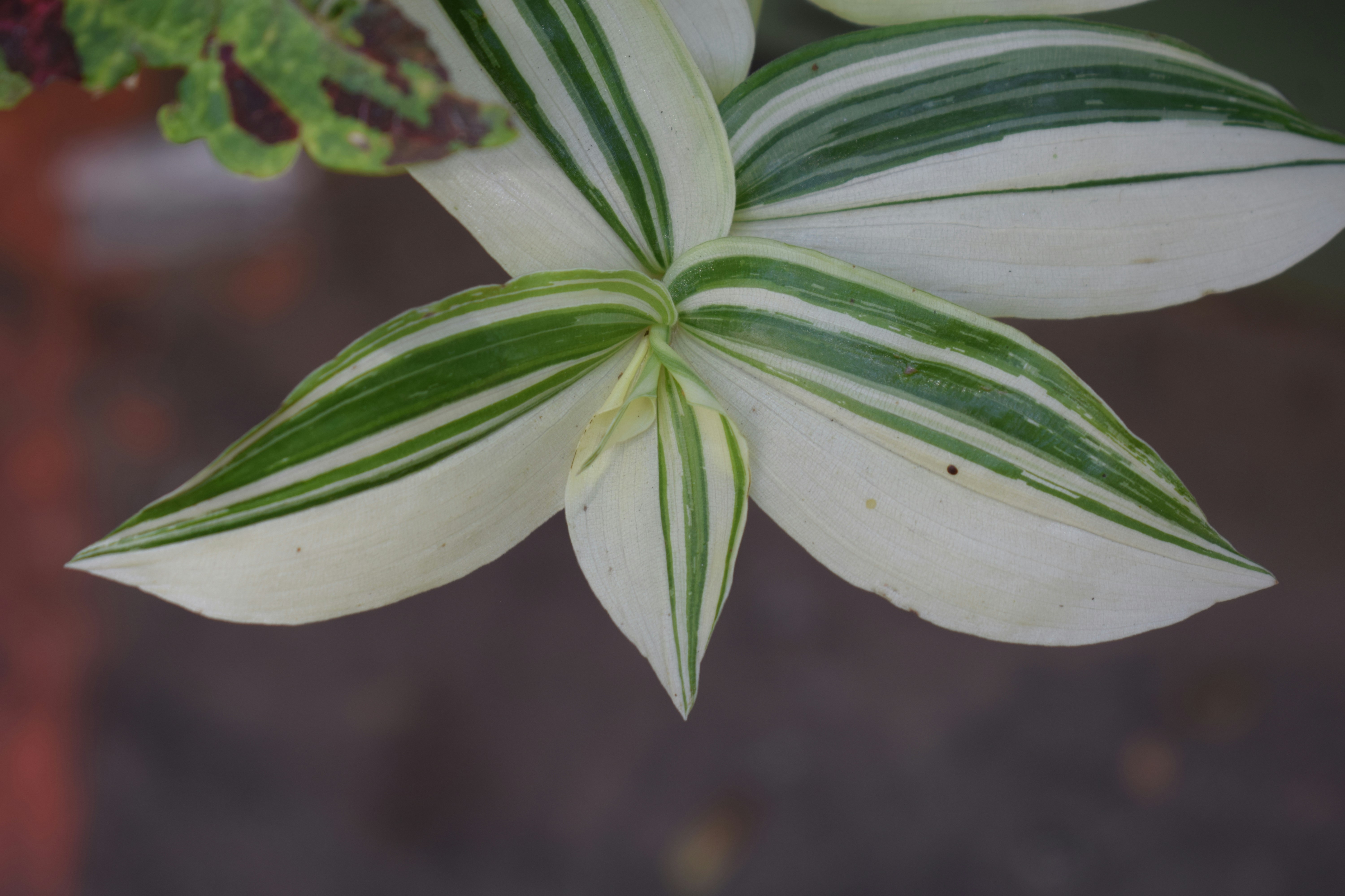 White and green striped plant leaves close-up