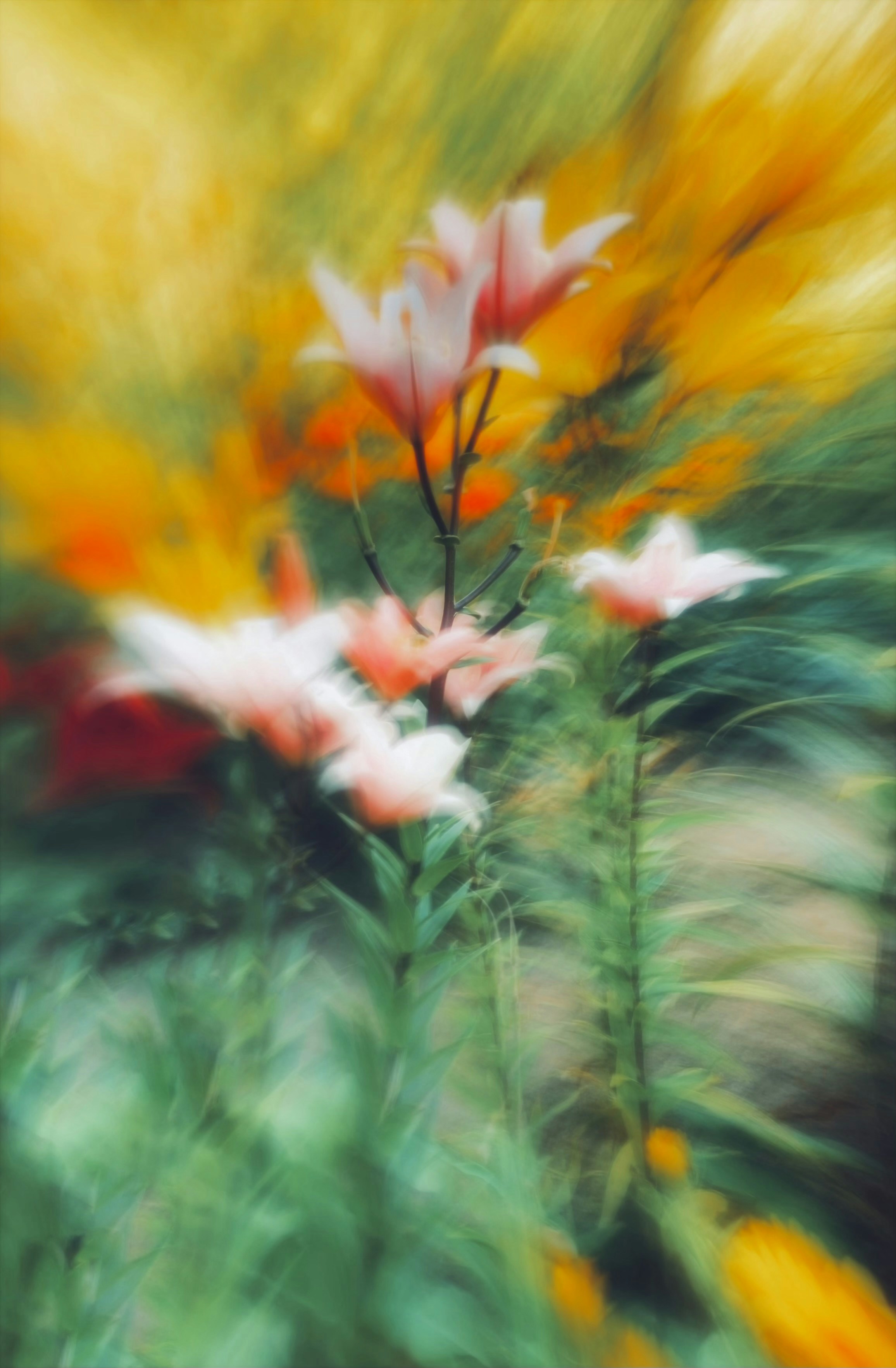 Blurry pink lilies with a vibrant yellow and green background.