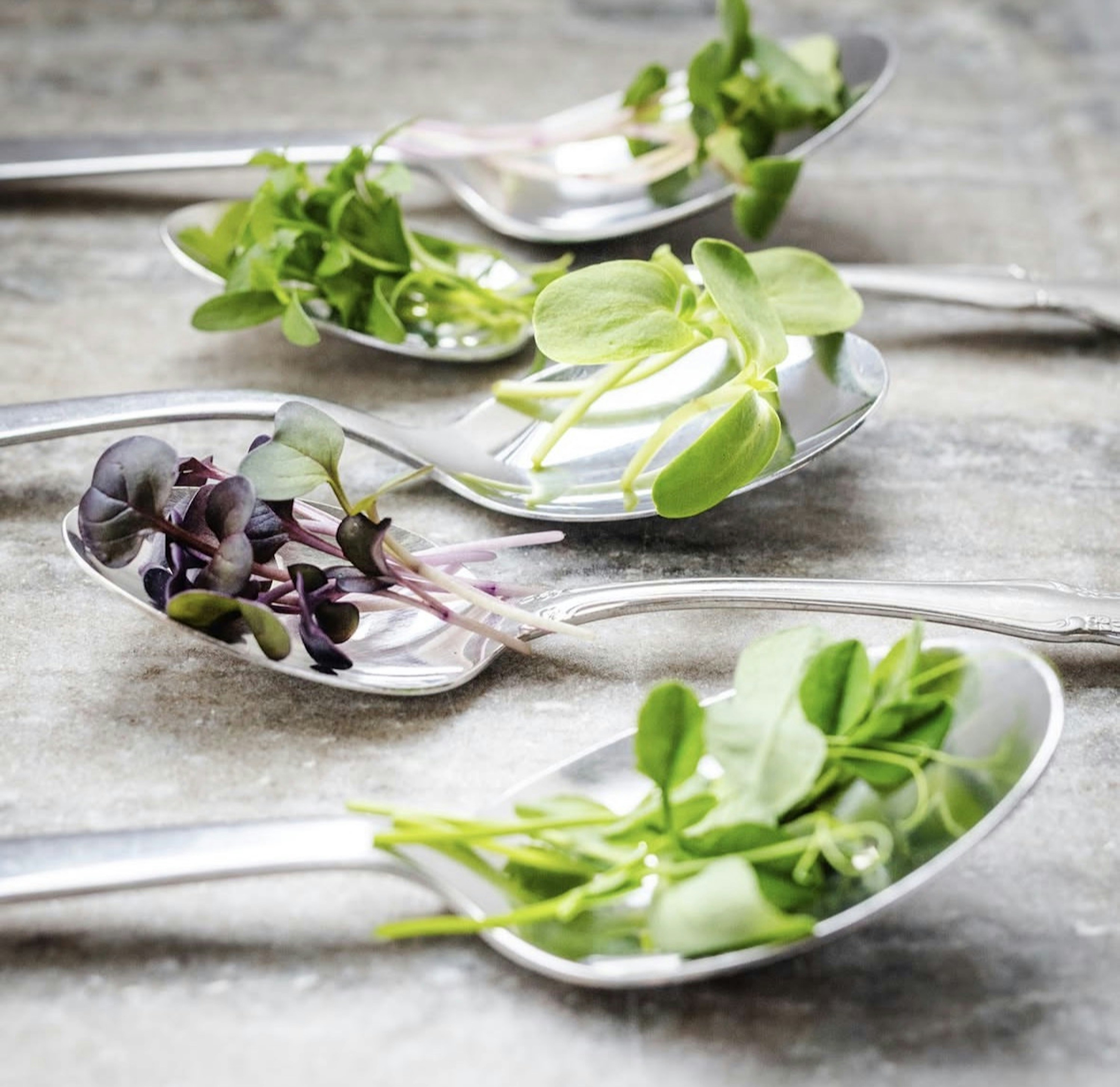 Fresh green and purple microgreens arranged in silver spoons