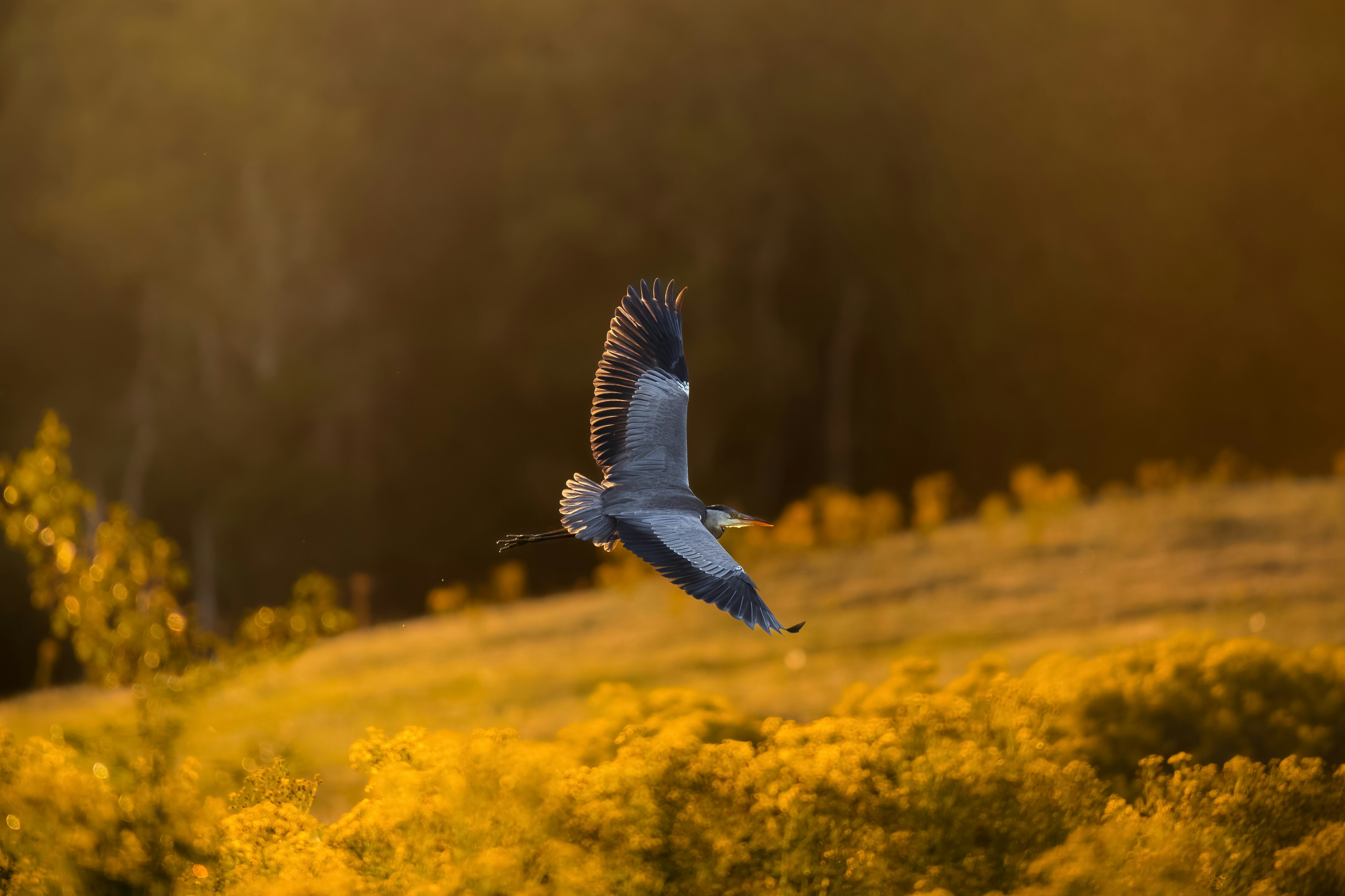 A bird flies over a golden field during sunset. photo – Free Animal ...