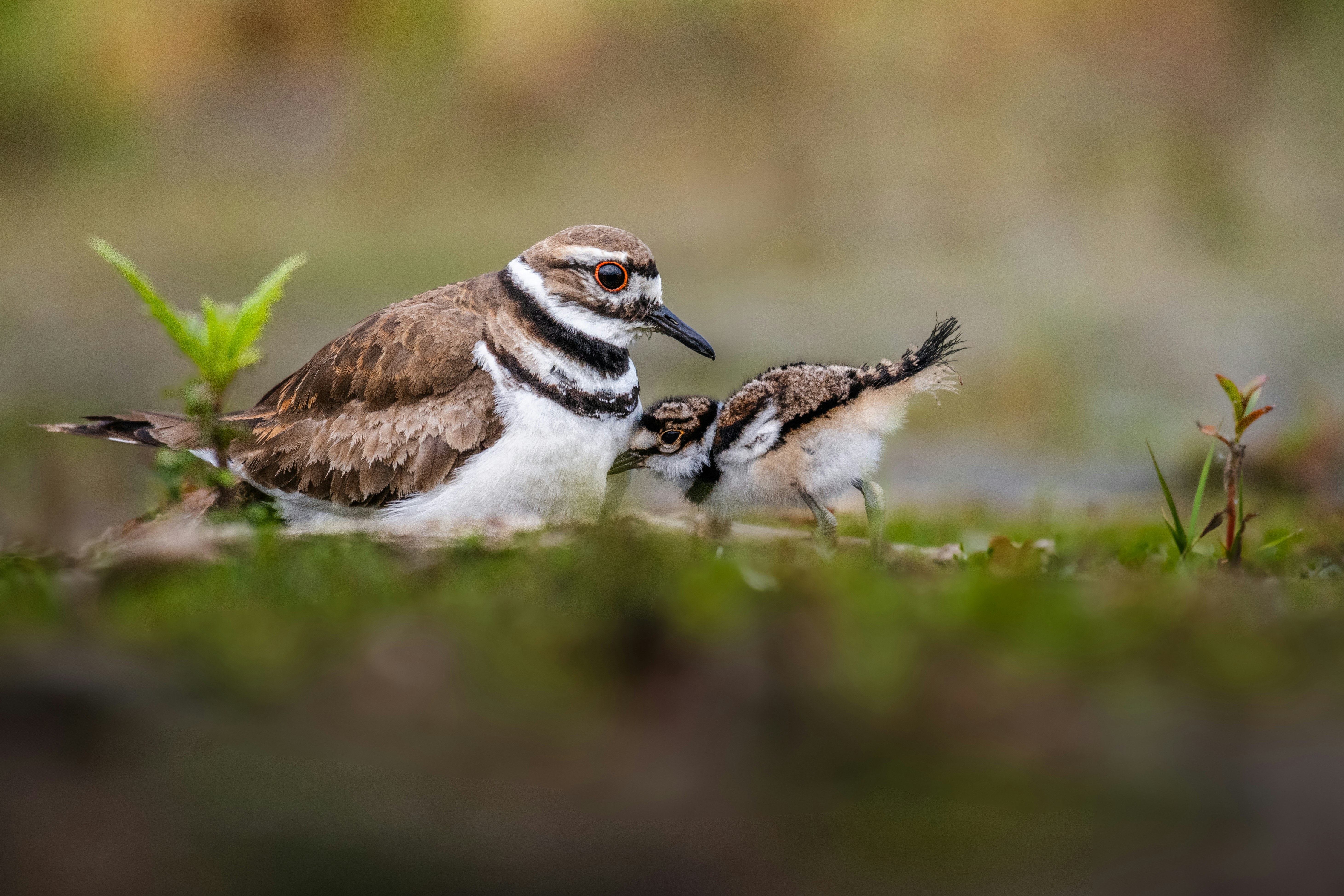 Ein erwachsener Killdeer-Vogel, der sein kleines Küken im Gras pflegt