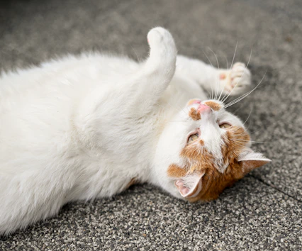 A white and orange cat lies on its back
