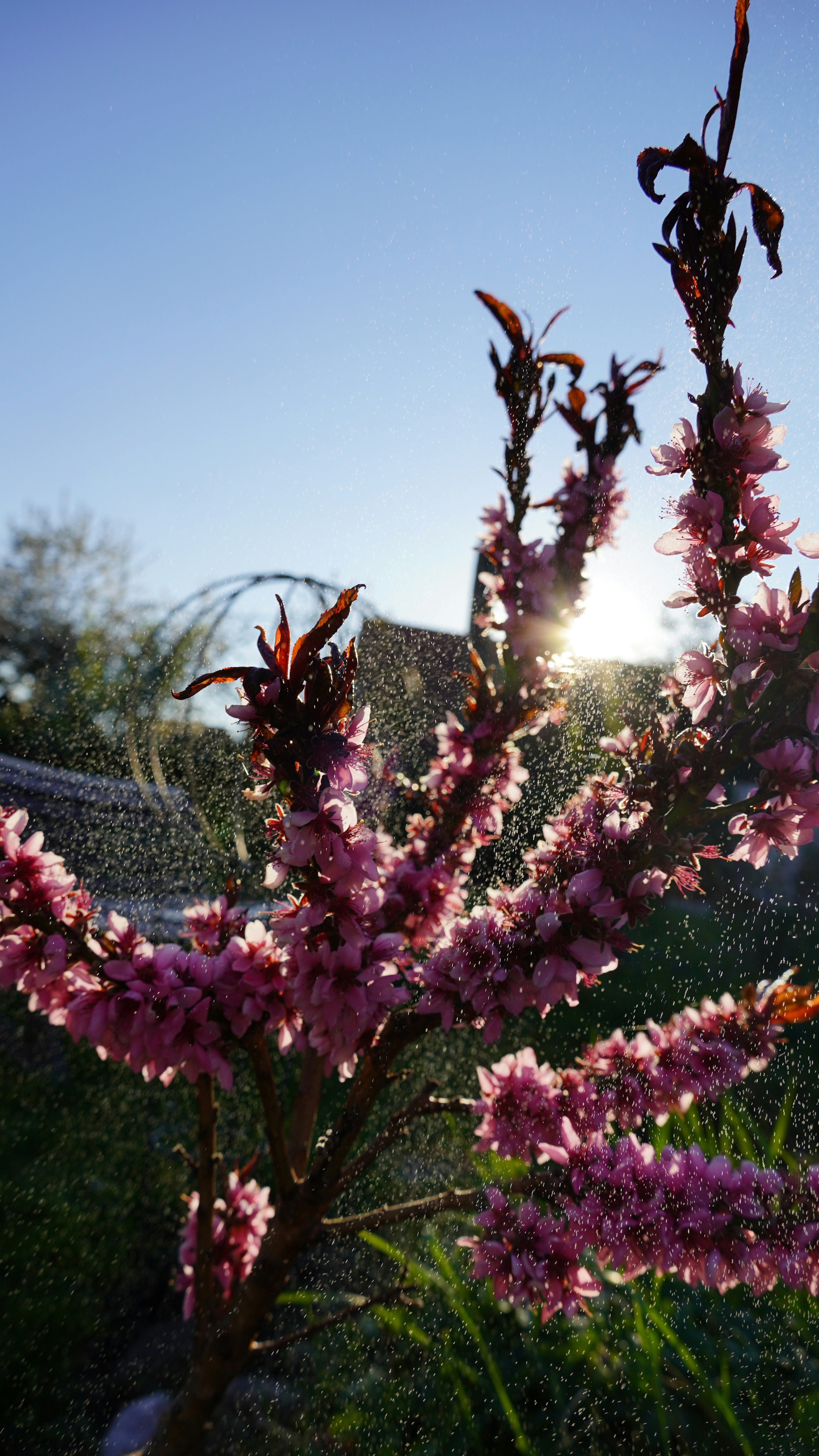 Pink flowering plant with sun flare and water spray