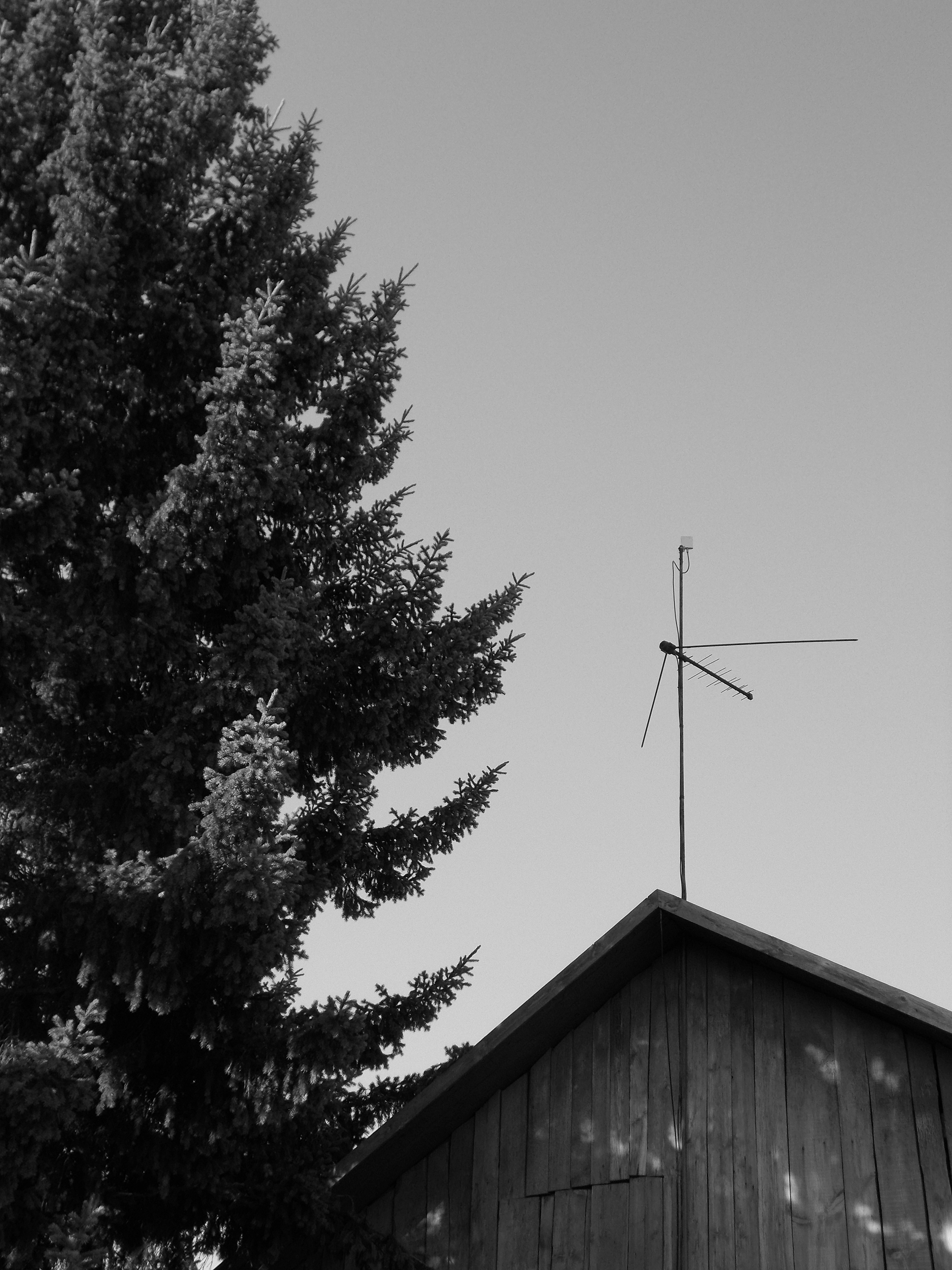 Evergreen tree next to a building with an antenna.