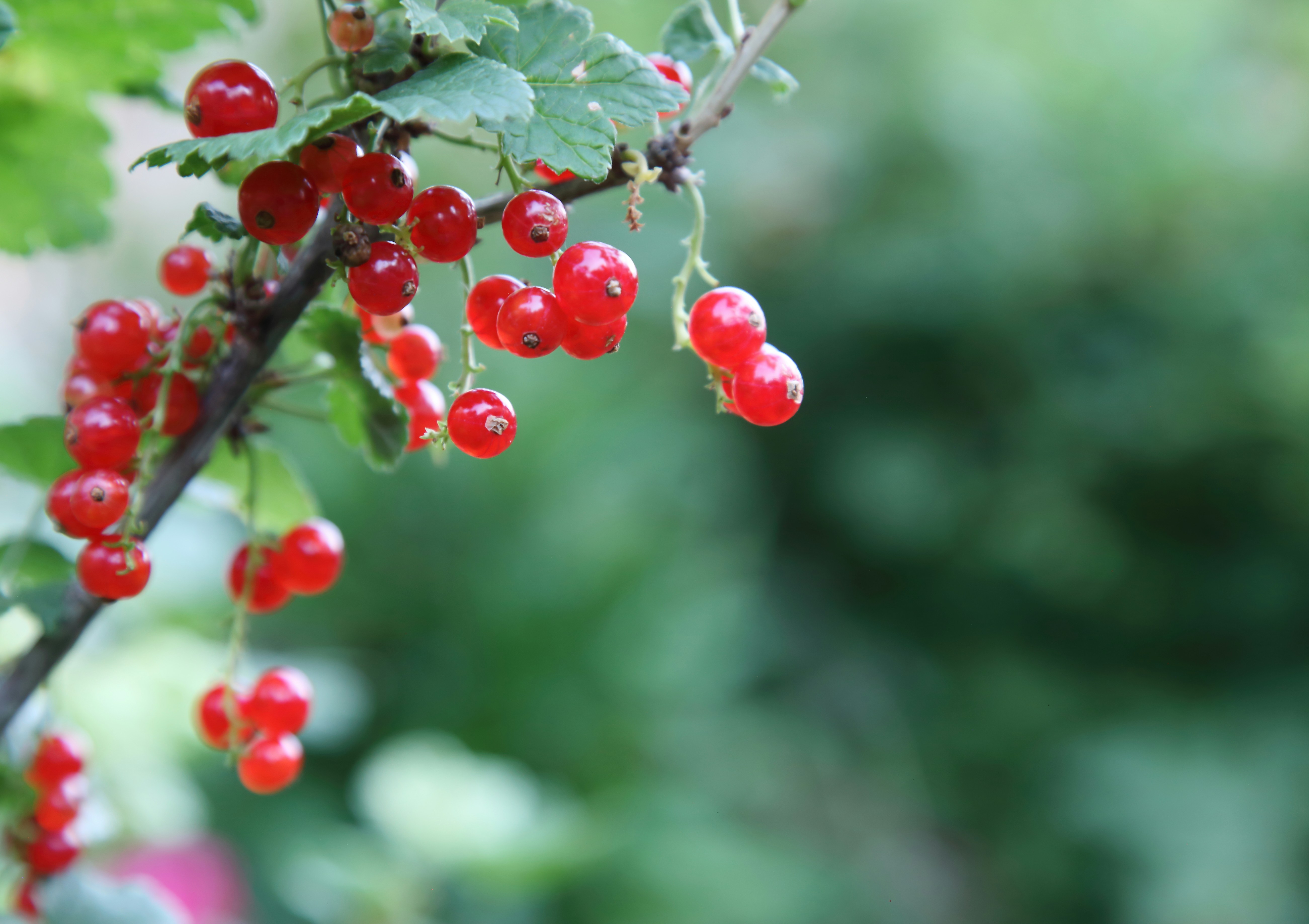 Red currants hanging on a branch with green leaves.