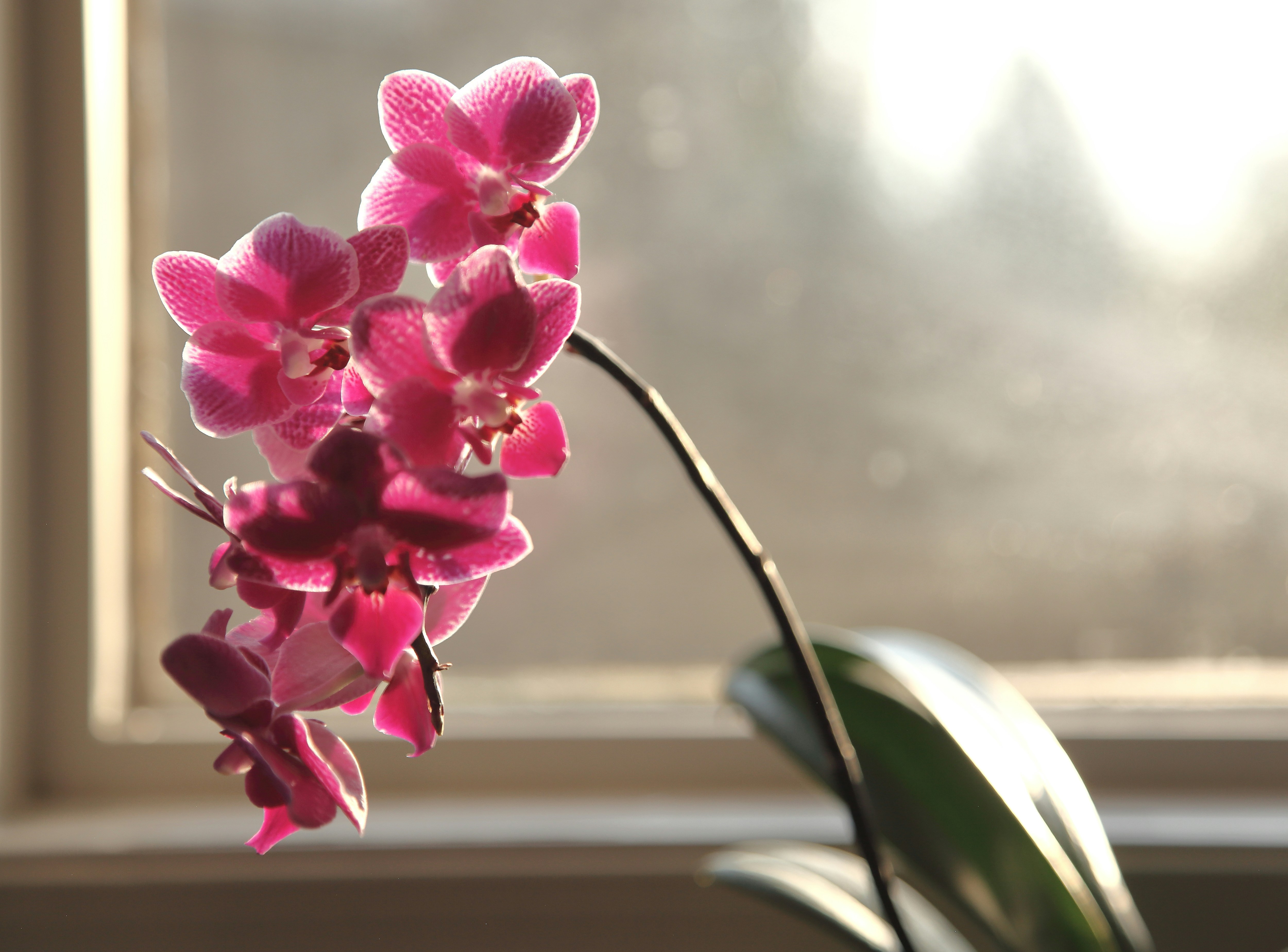 Pink orchids blooming beautifully in sunlight by a window.