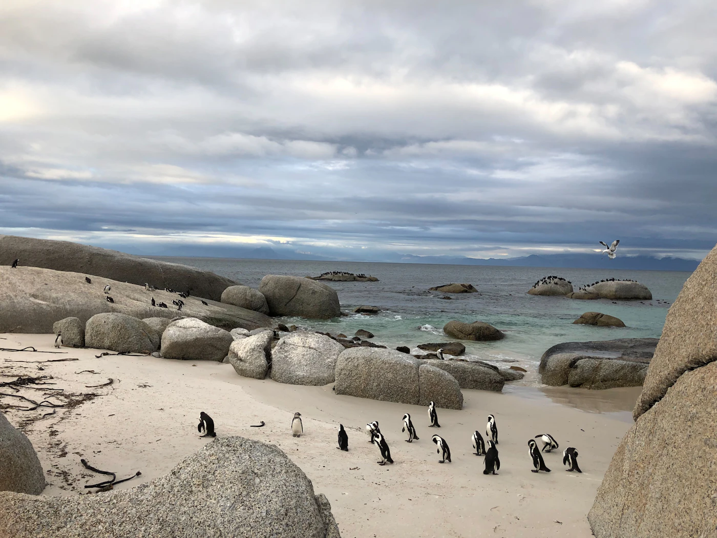 African penguins on a sandy beach among granite boulders