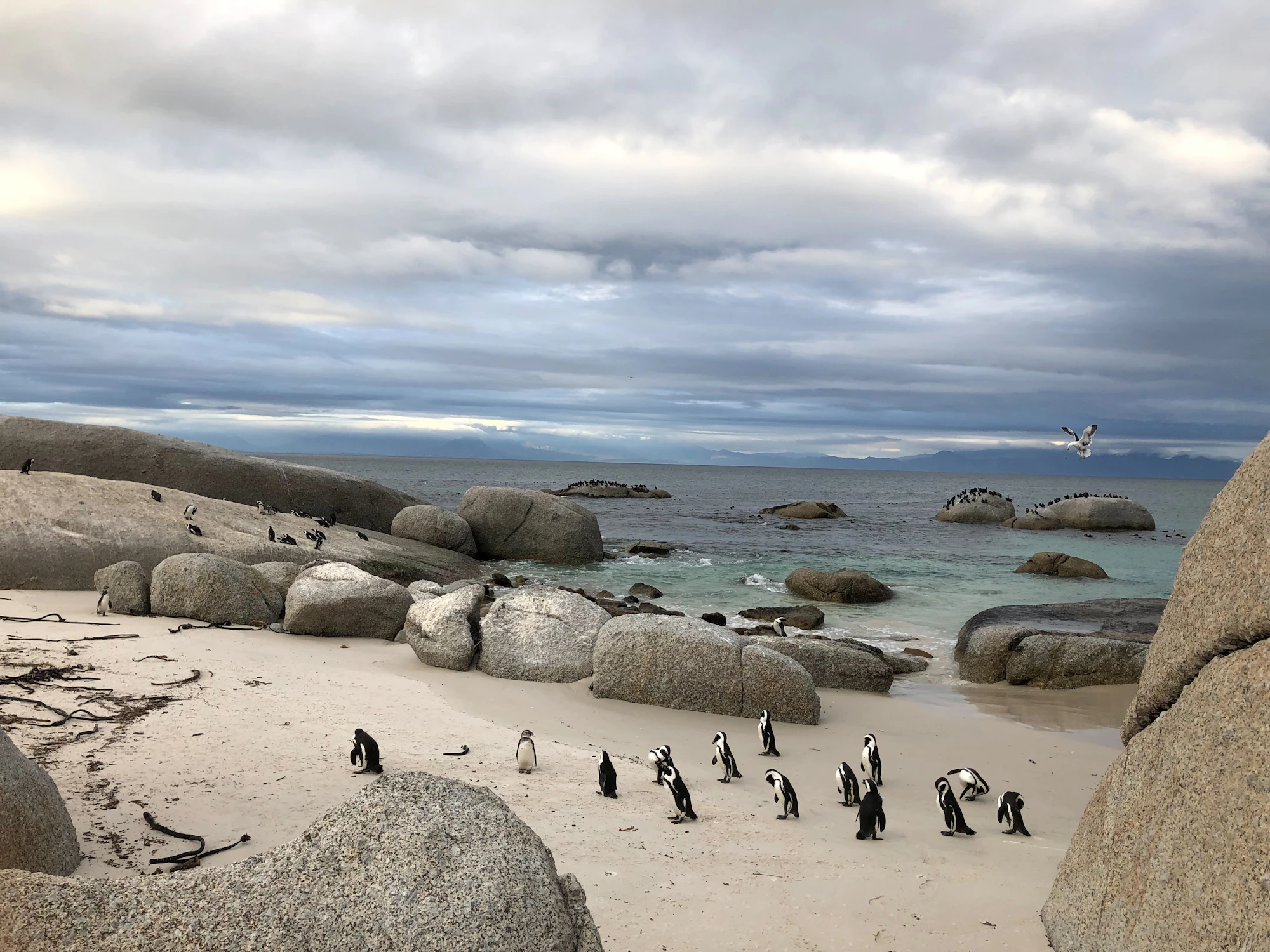 African penguins on a sandy beach among granite boulders