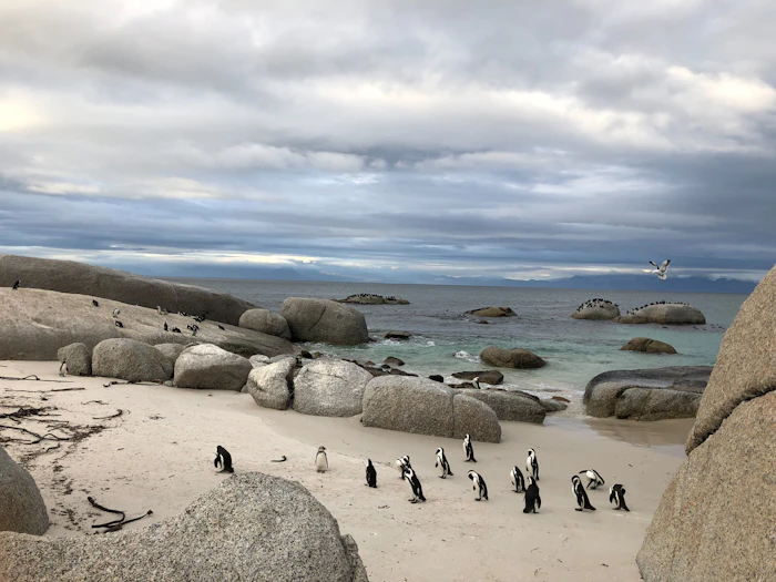 African penguins on a sandy beach among granite boulders