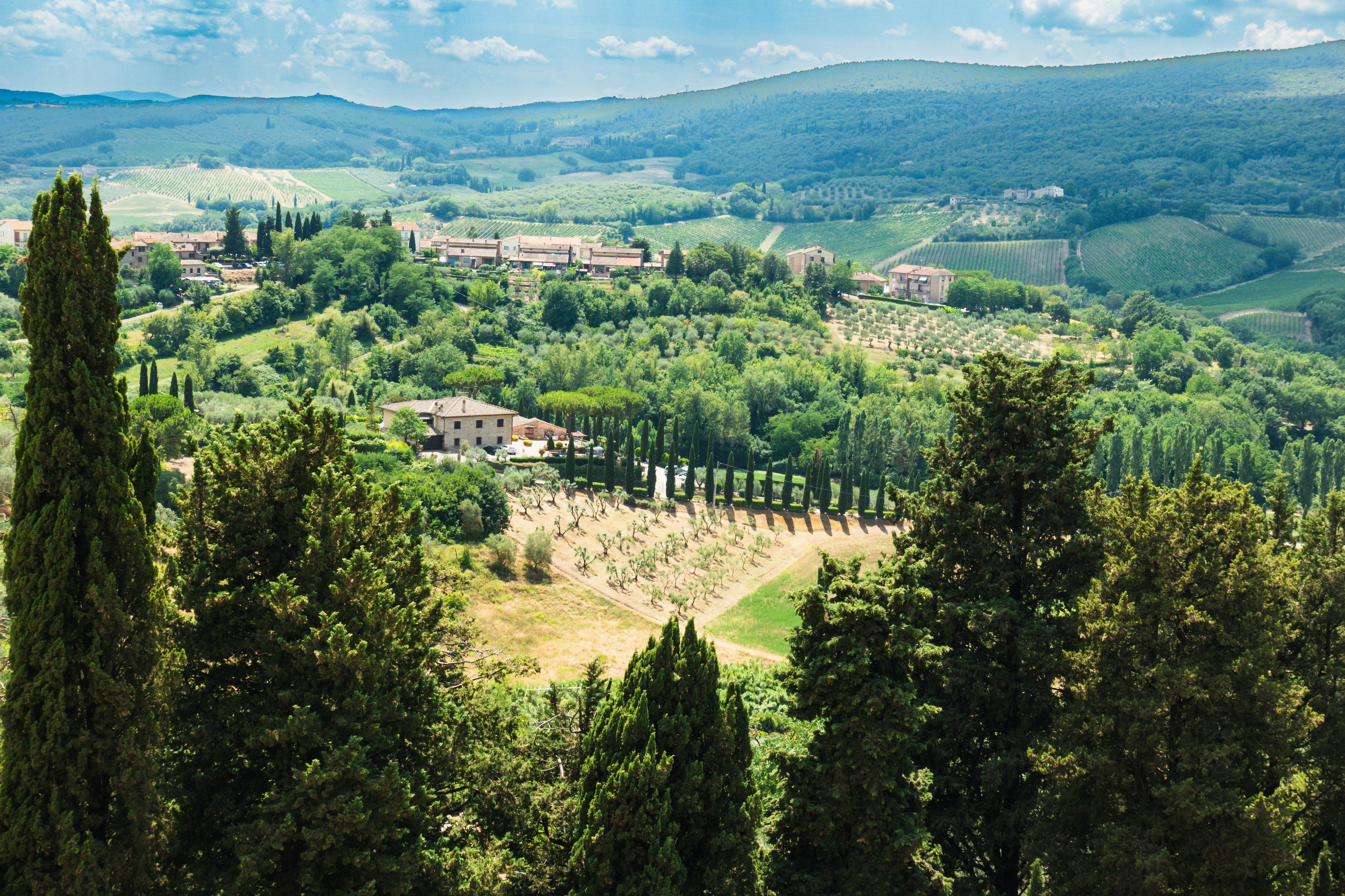 Rolling green hills of tuscany with cypress trees and vineyards