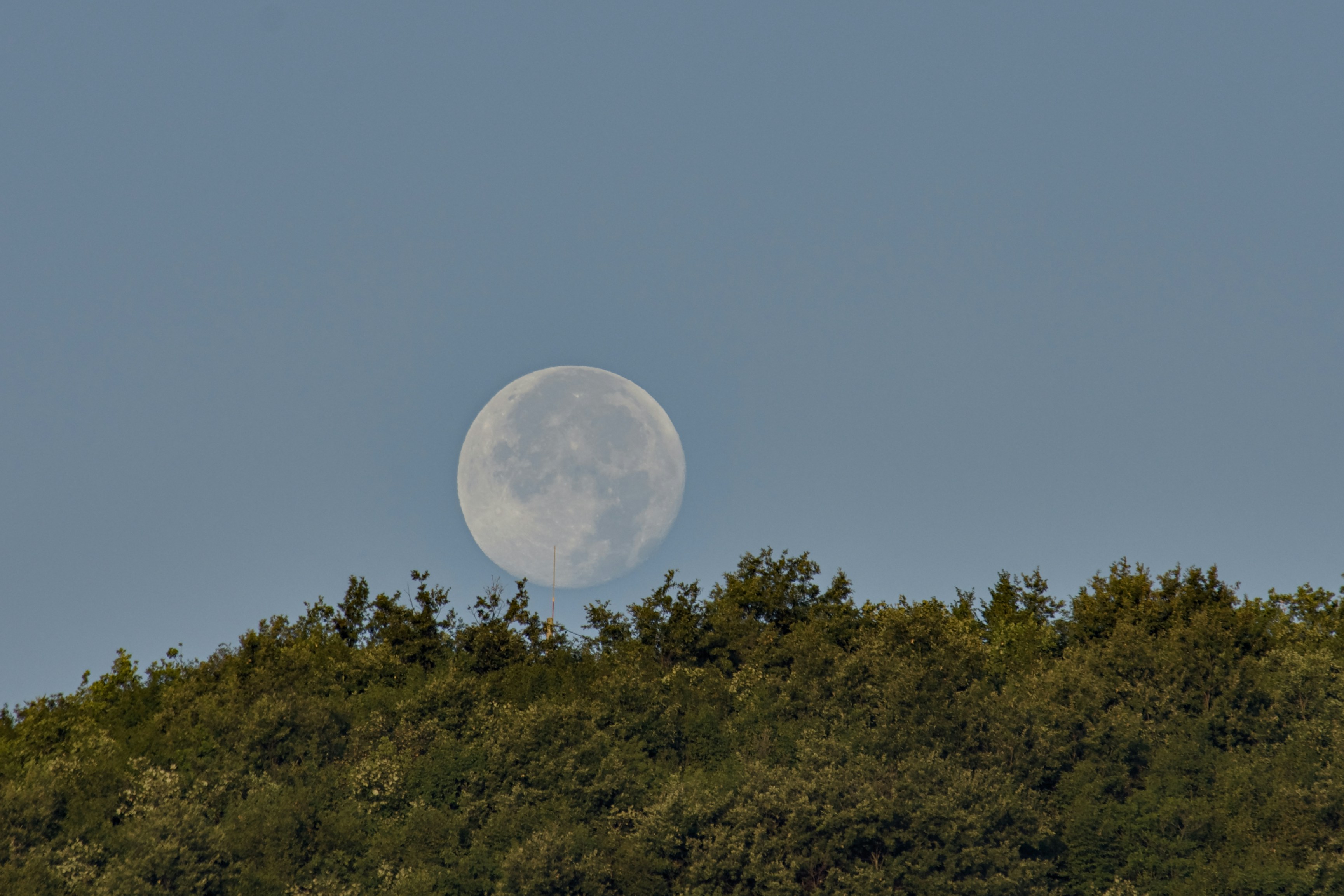 Full moon rising above green trees against a blue sky.