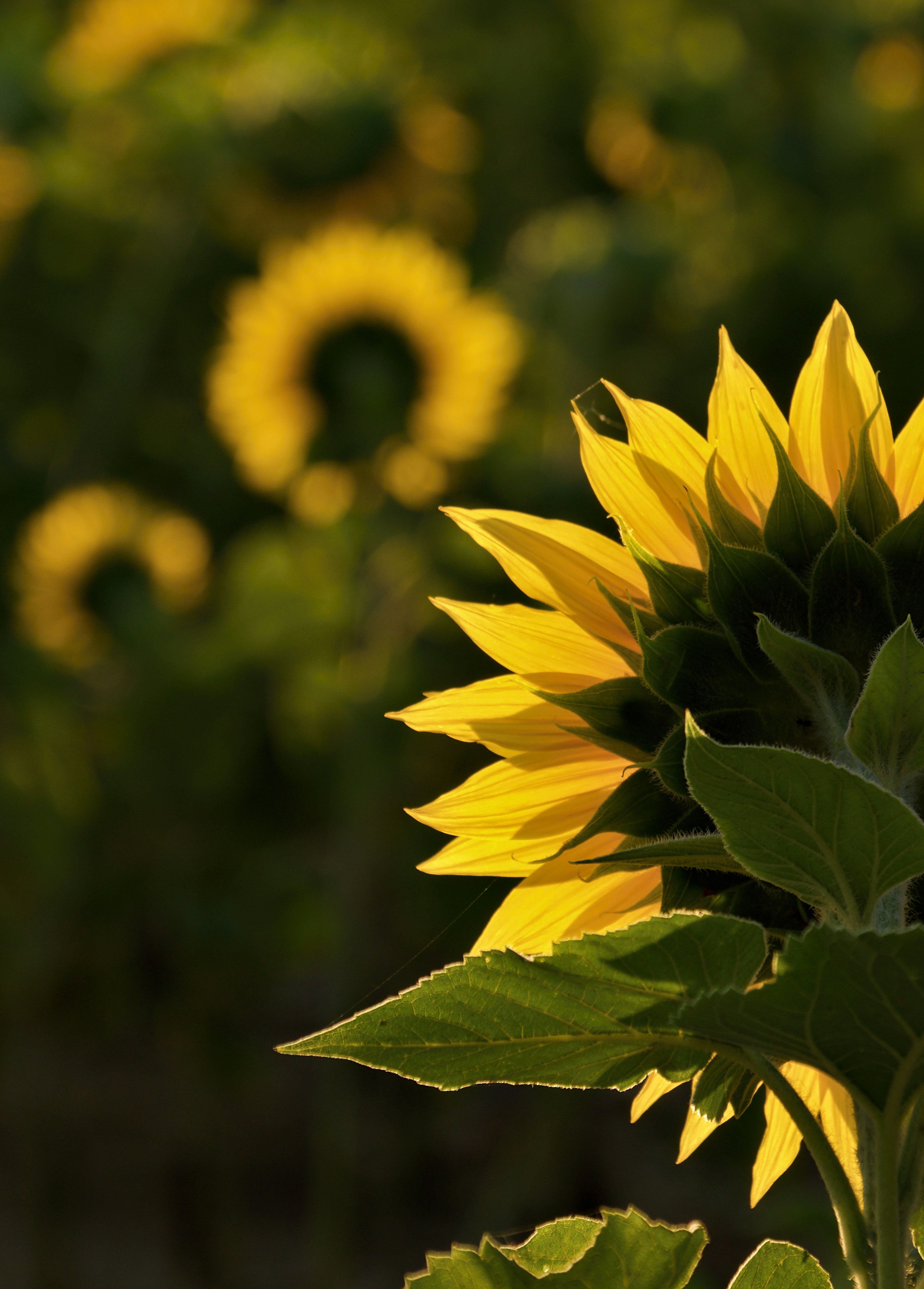 Back of a sunflower glowing in sunlight with blurred field.