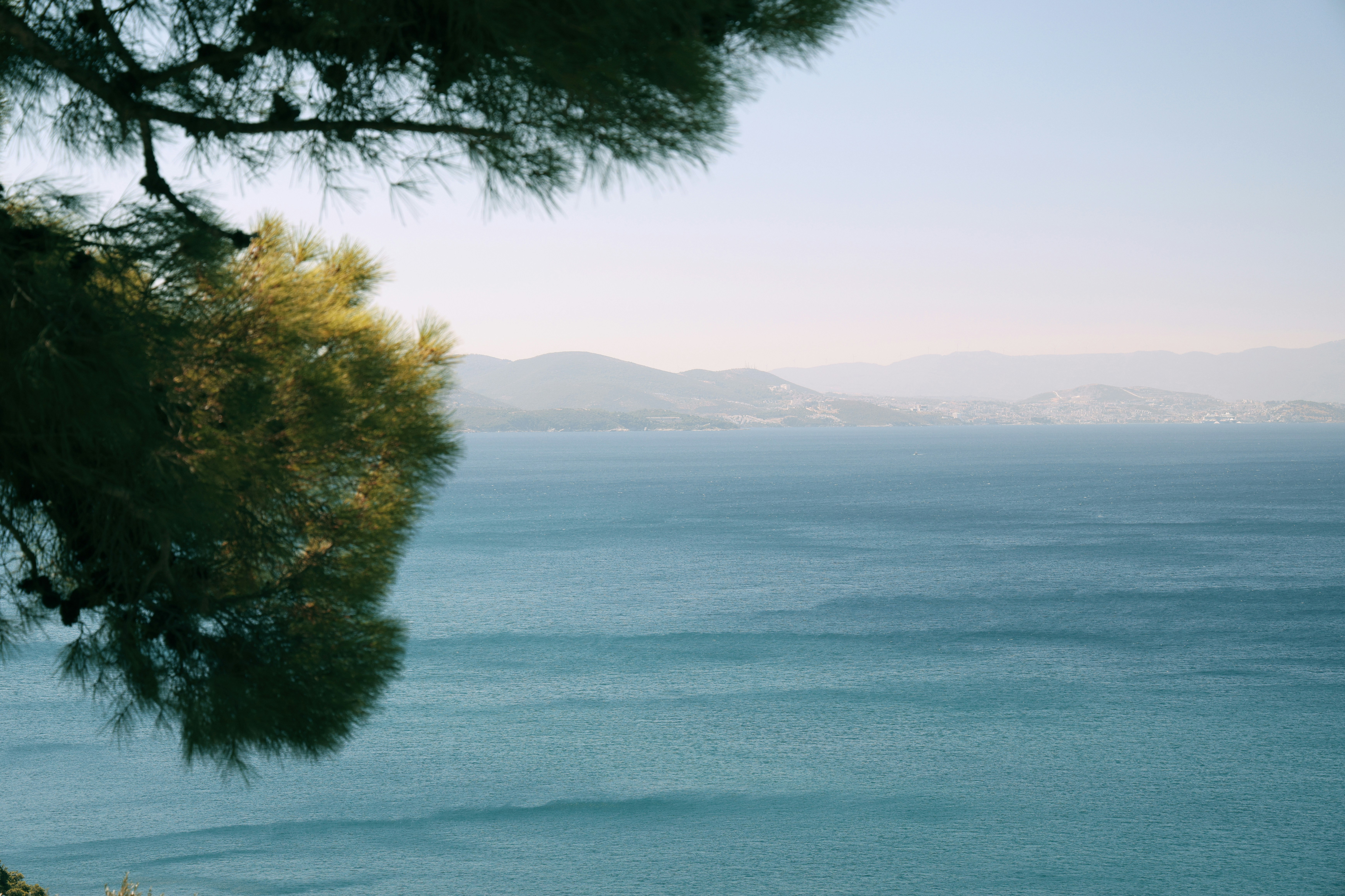 Pine branches frame a serene blue ocean and distant mountains