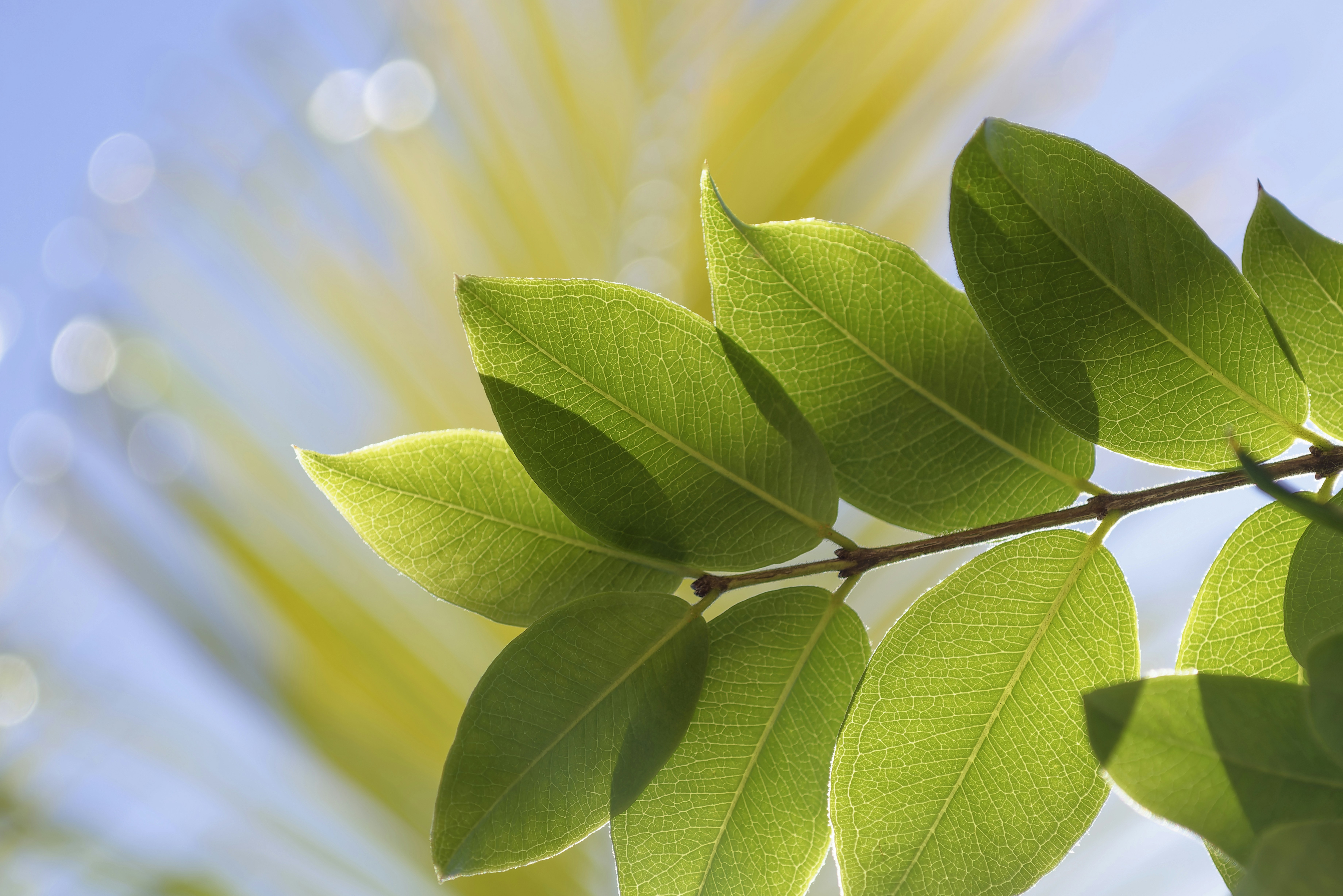 Sunlit green leaves against a bright, blurry background