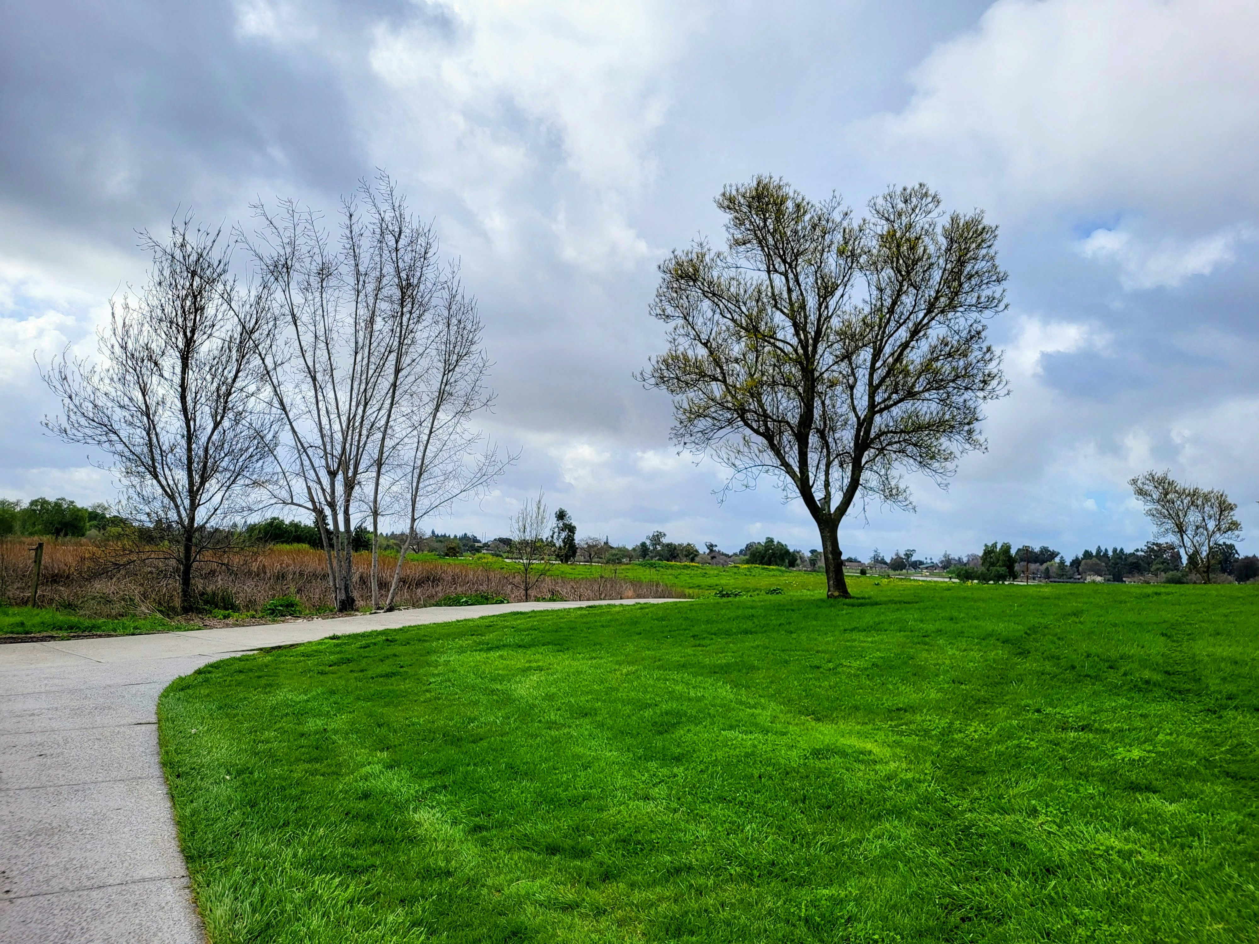 Winding path through a green park