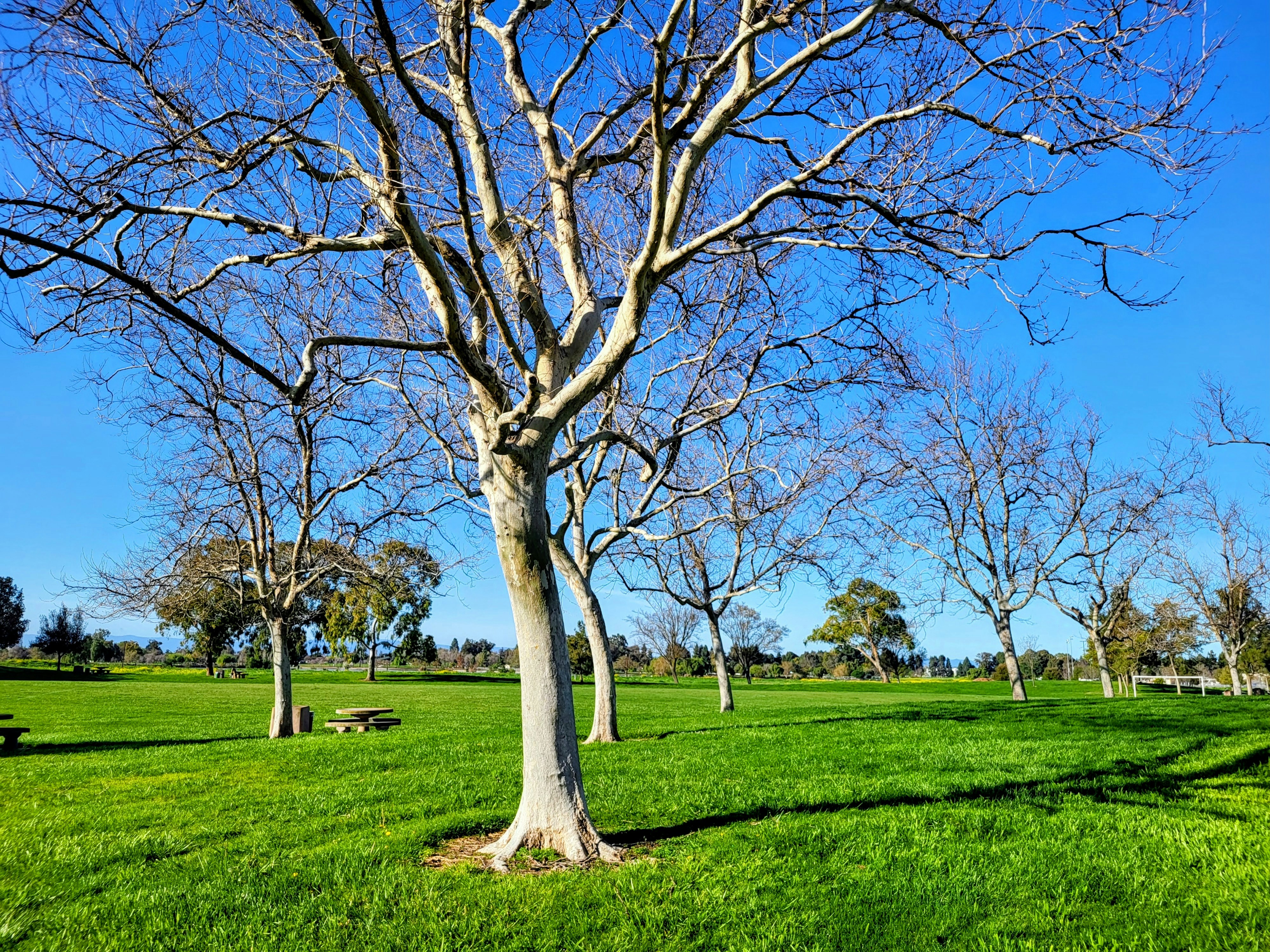 Bare trees on a vibrant green park lawn