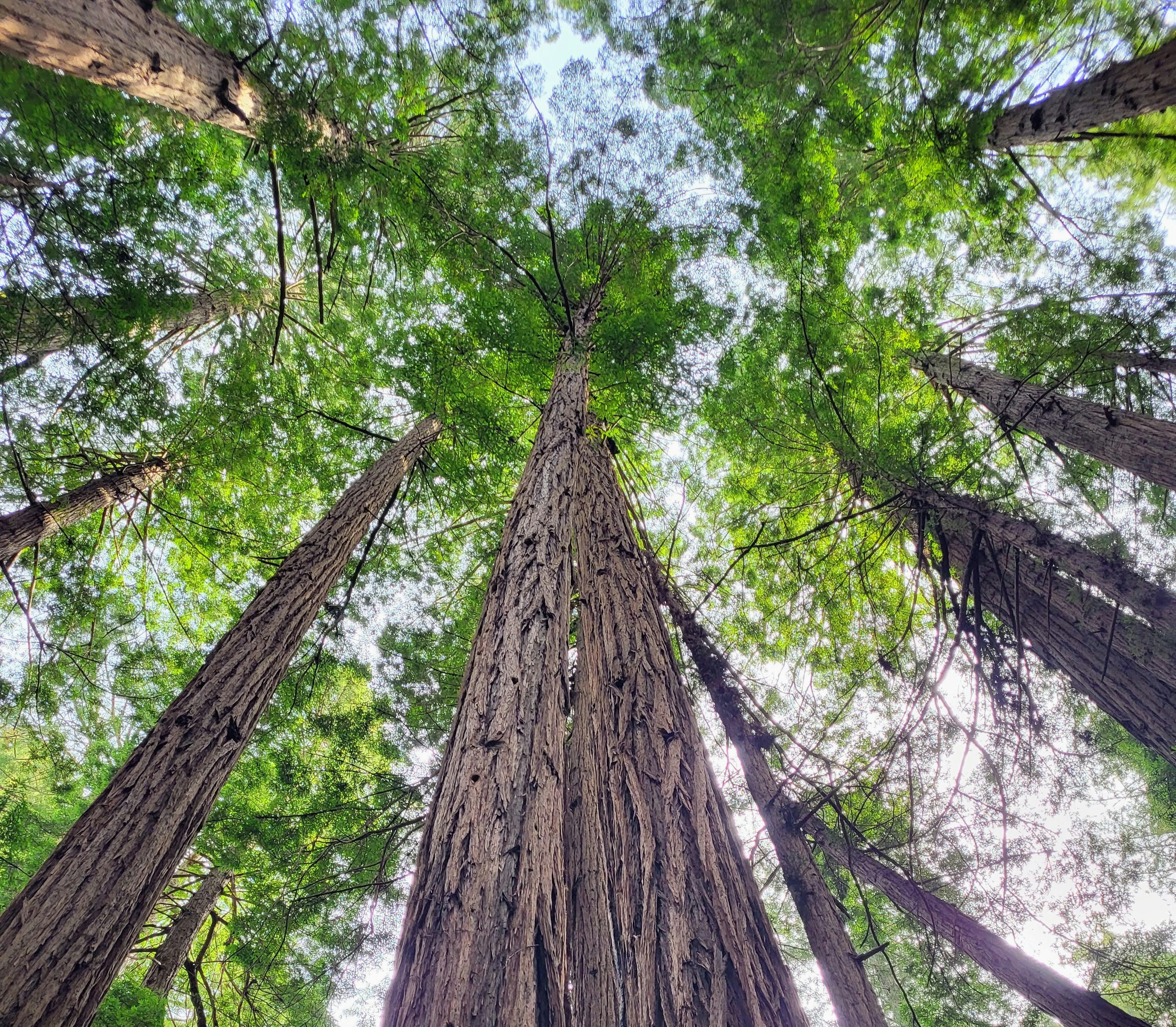 Looking up at majestic redwood forest trees