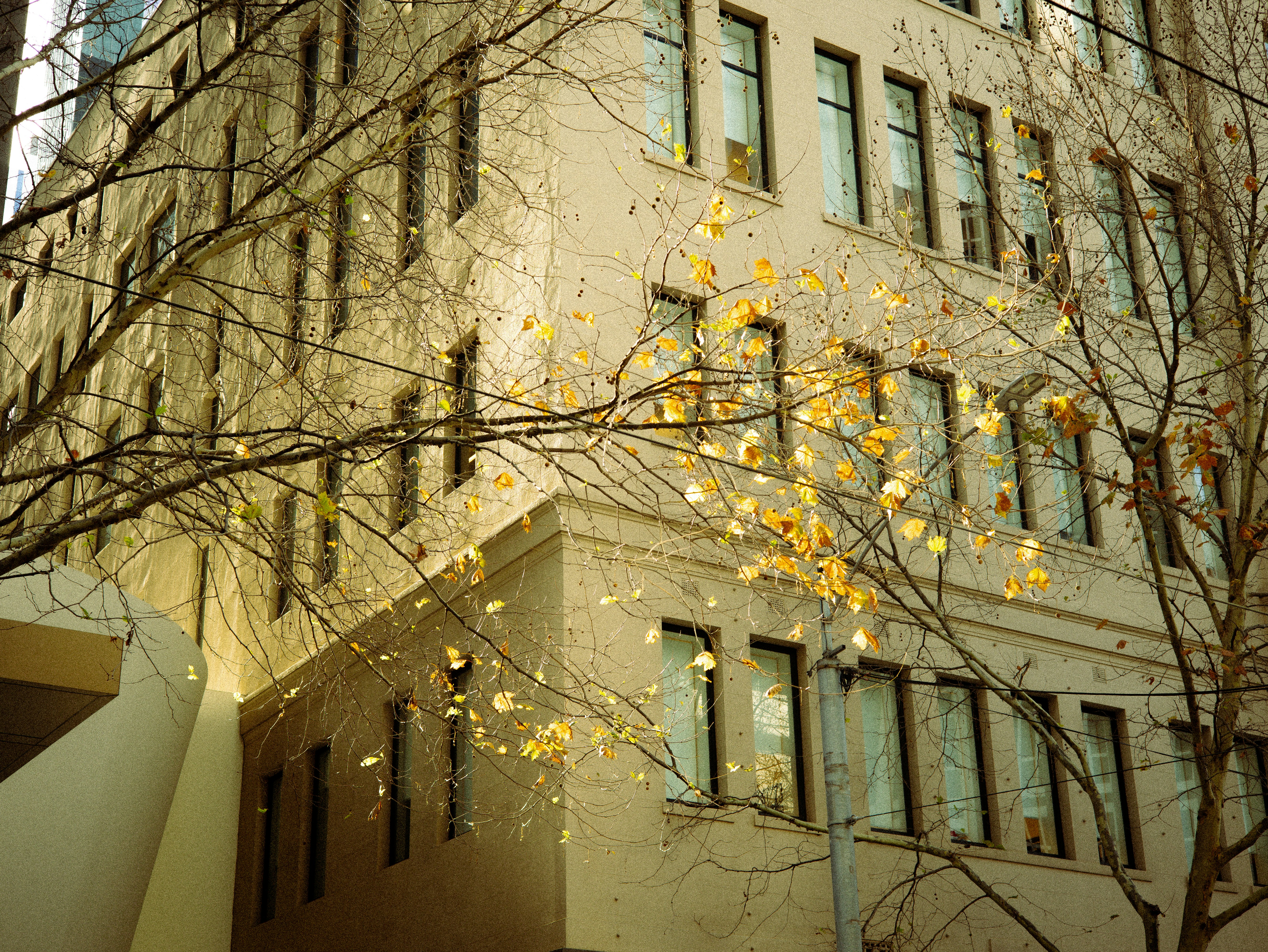 Old building behind autumn leaves