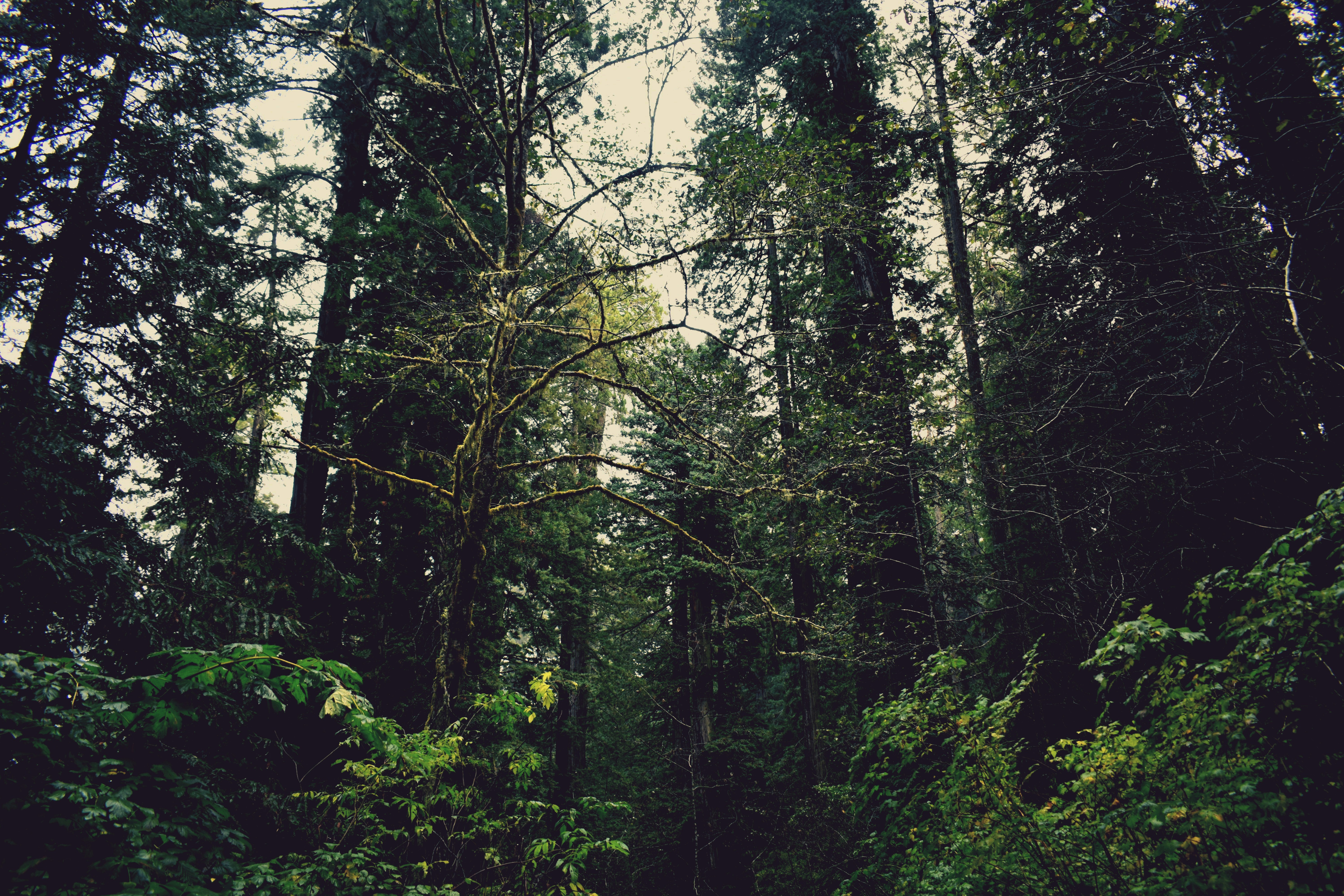 Tall evergreen trees dominate a dense, green forest.