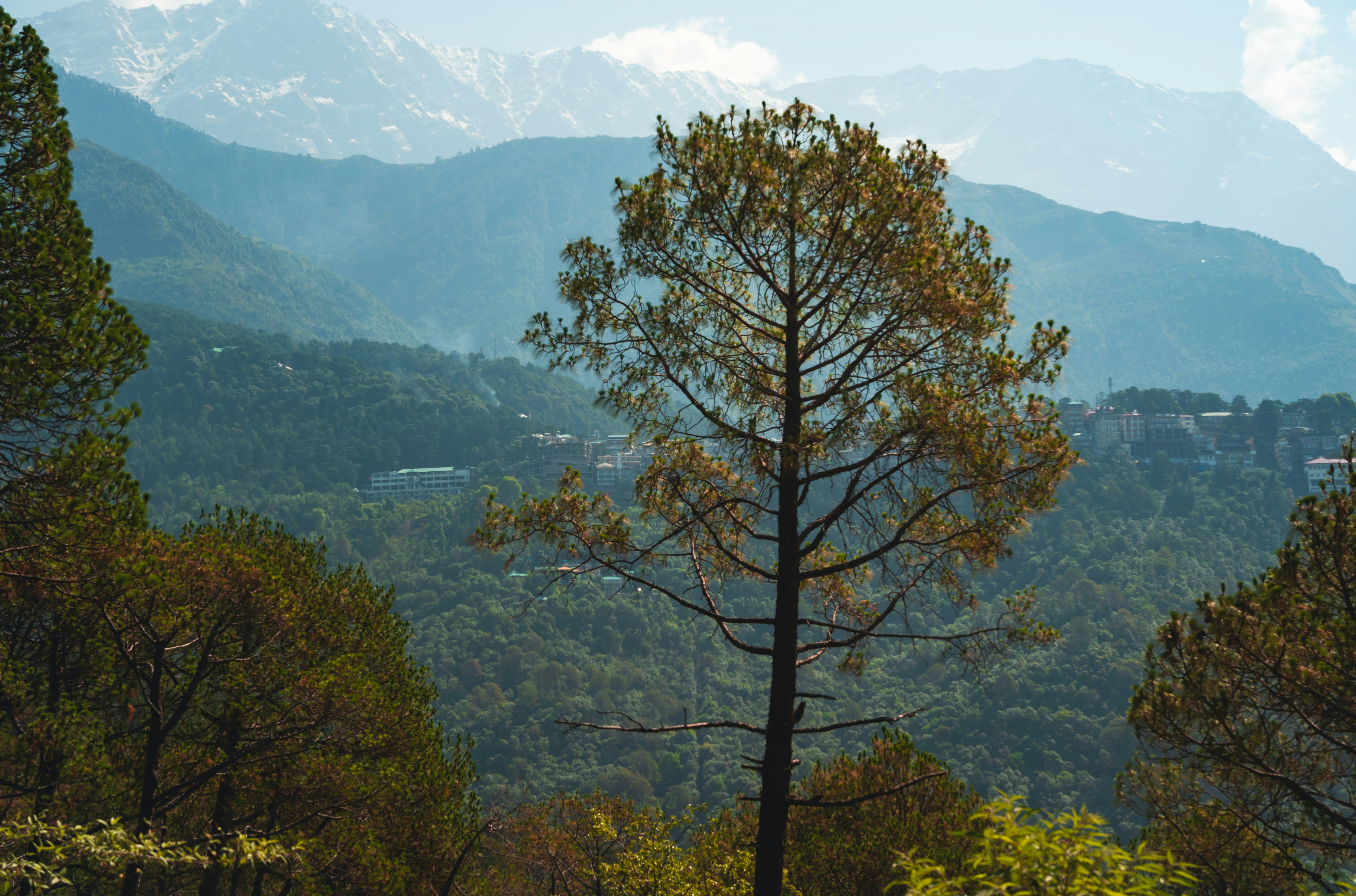 A tall pine tree stands against a backdrop of mountains.