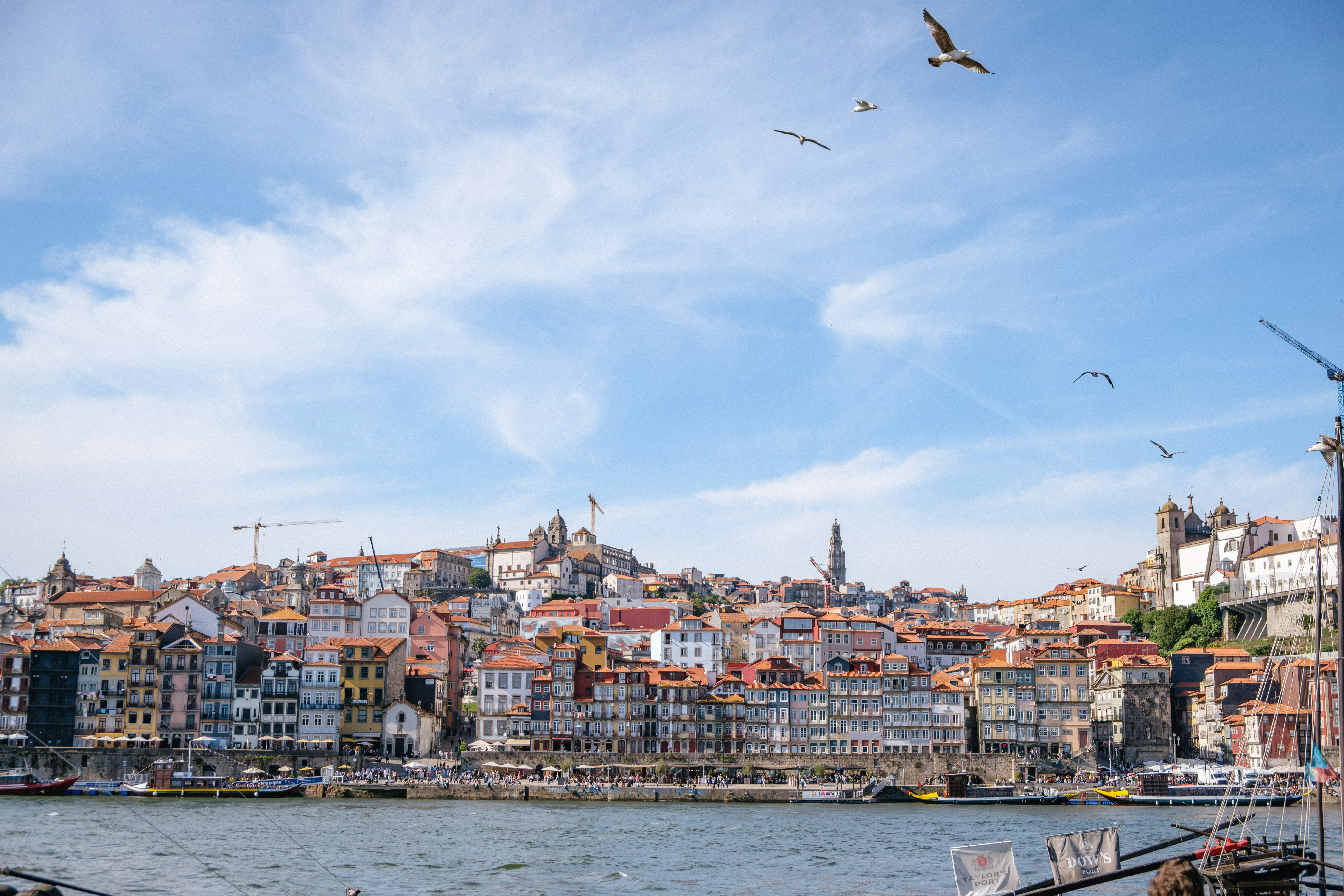City buildings along river under blue sky with birds