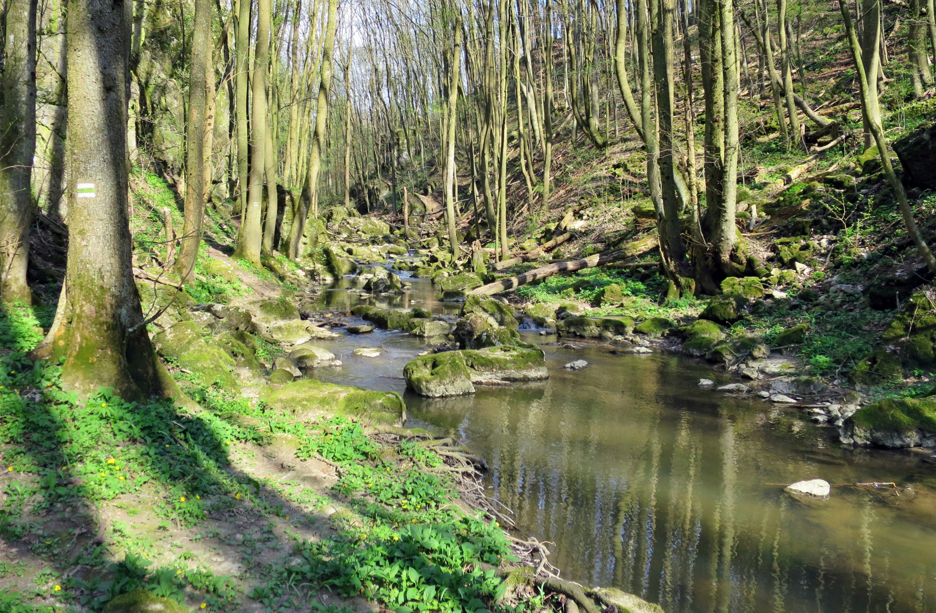 Calm creek with mossy banks in spring woodland