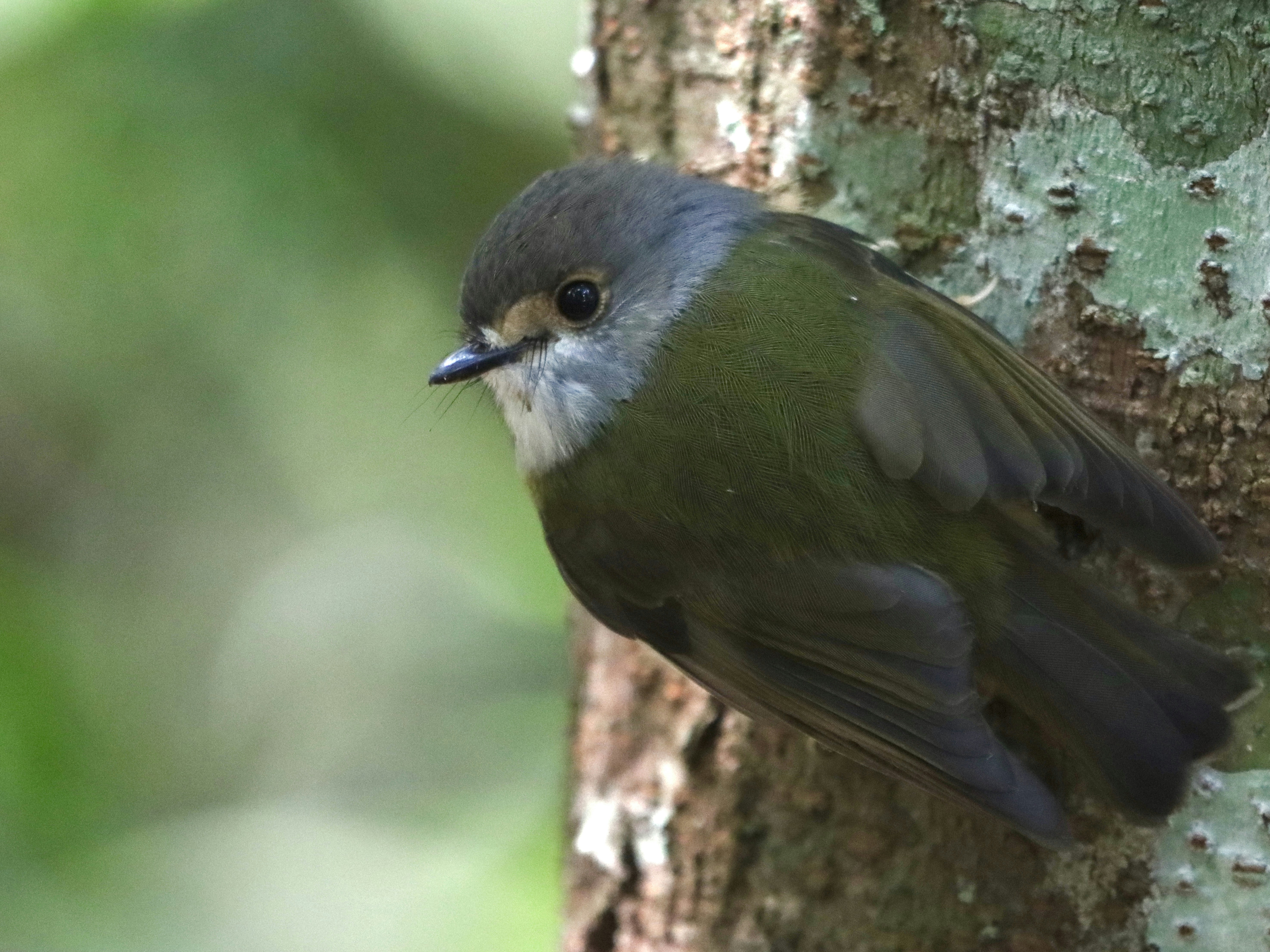 小さな灰色の頭の鳥が木の幹にしがみついている。