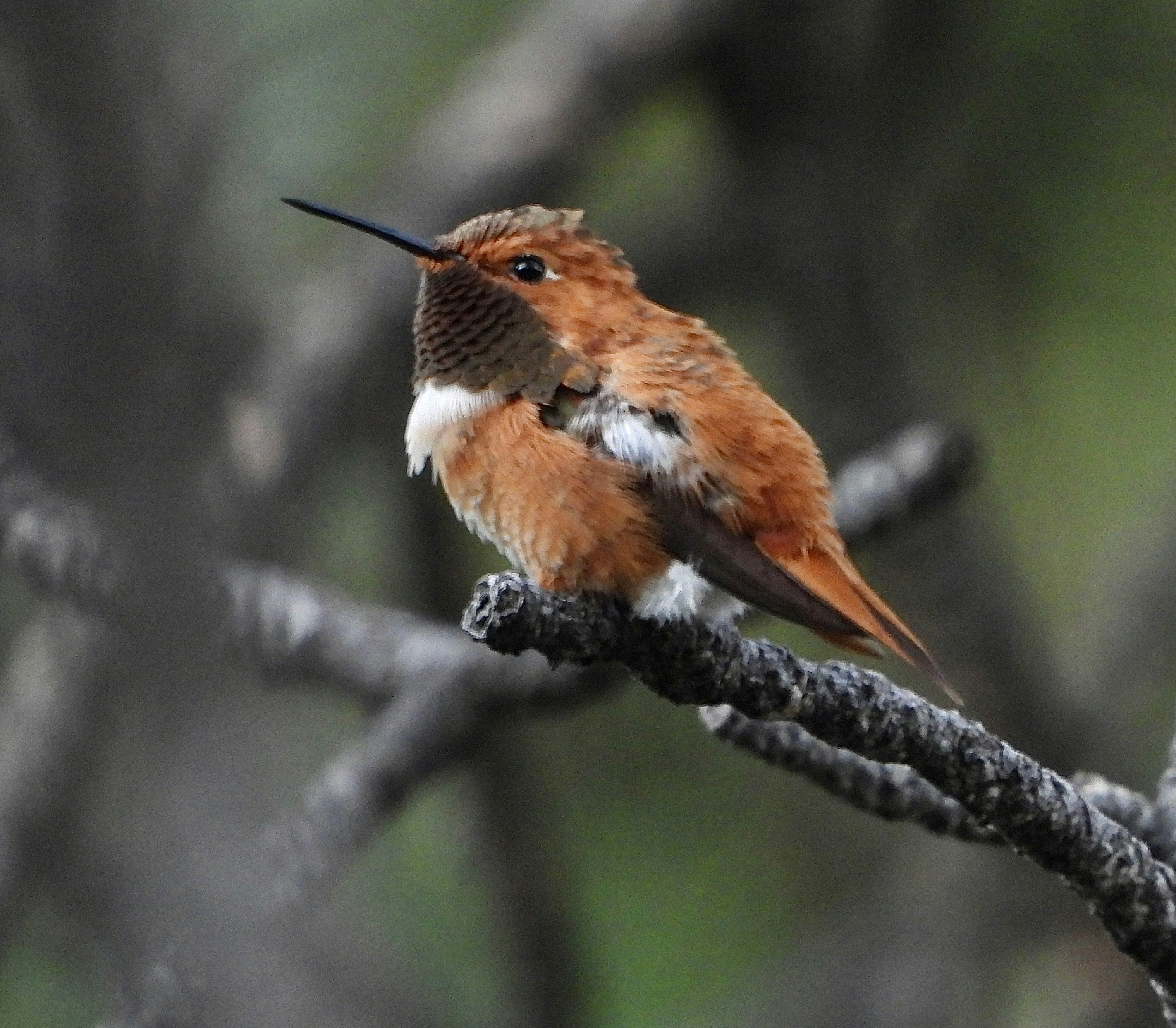 An orange hummingbird perches on a dark branch