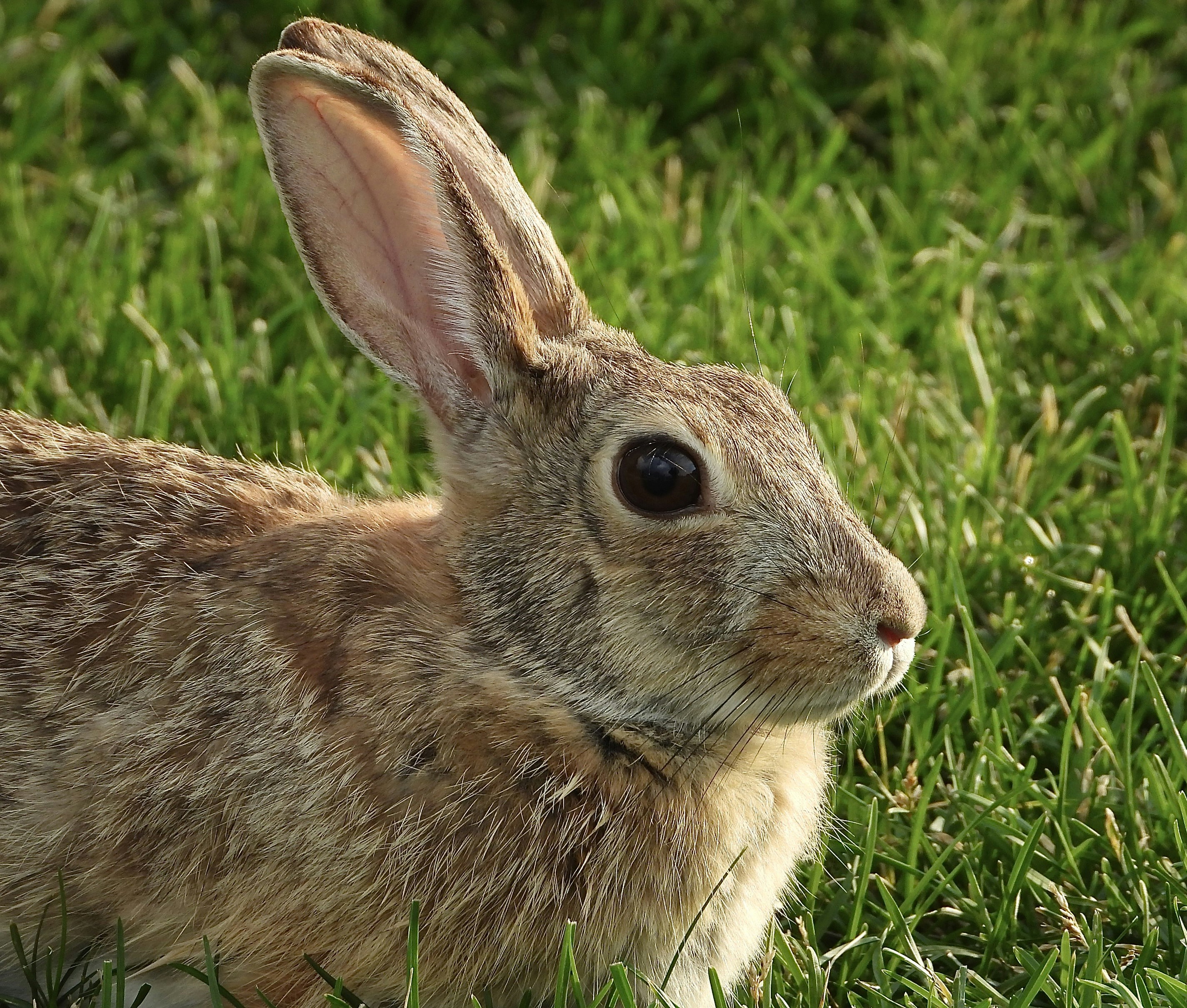 A brown rabbit sits in green grass