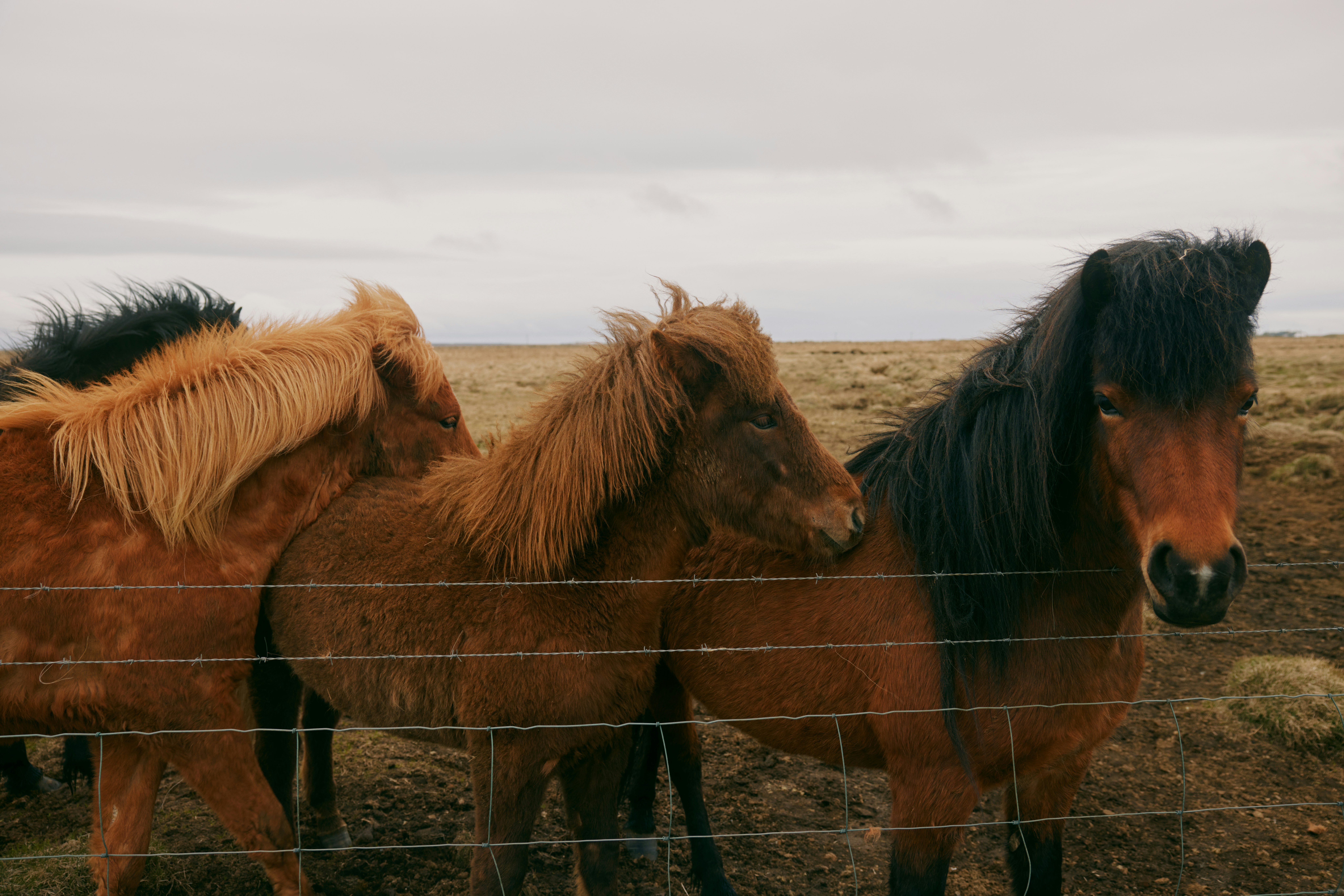 Three icelandic horses standing behind a fence