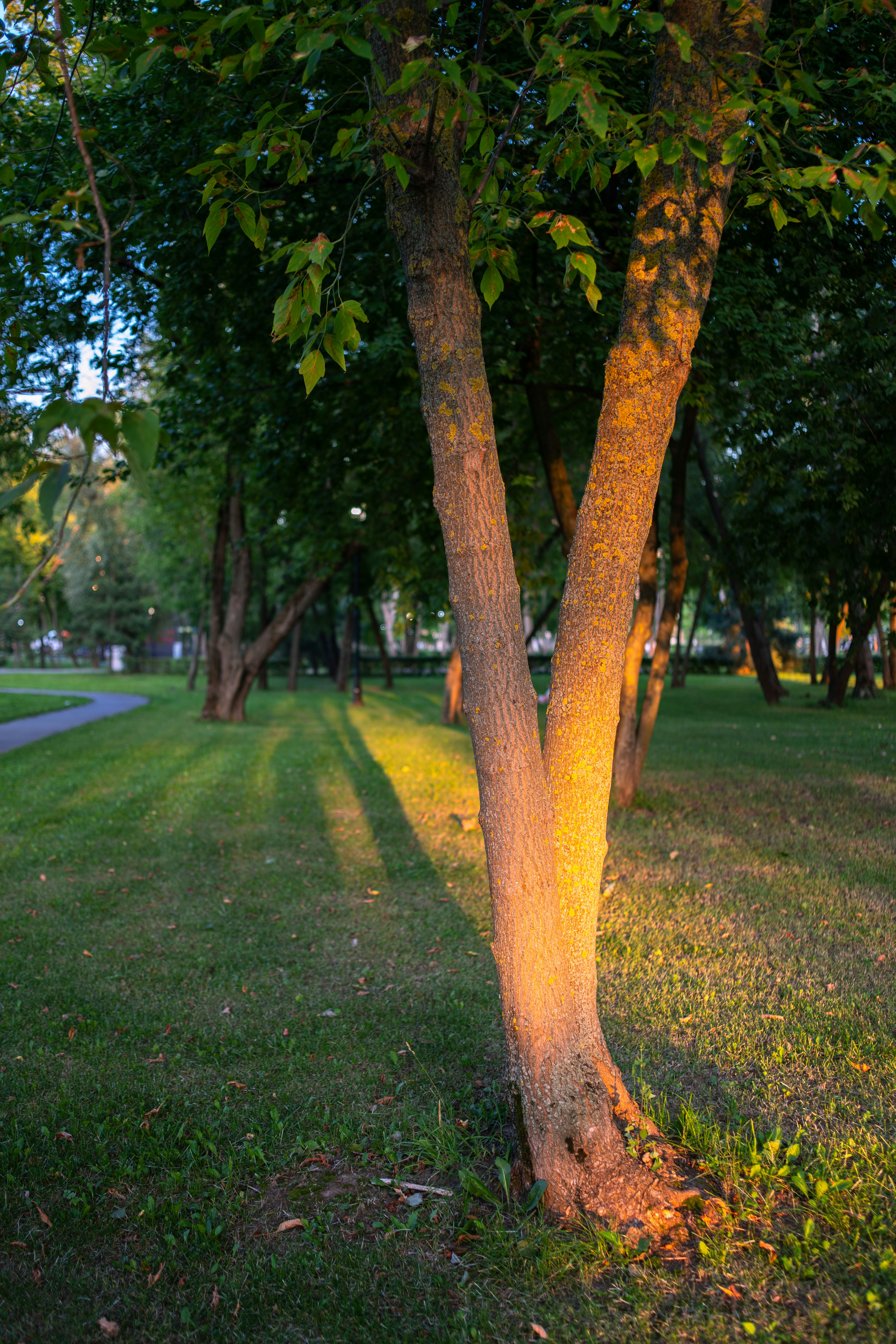 Golden sunlight illuminates a tree trunk in a green park.