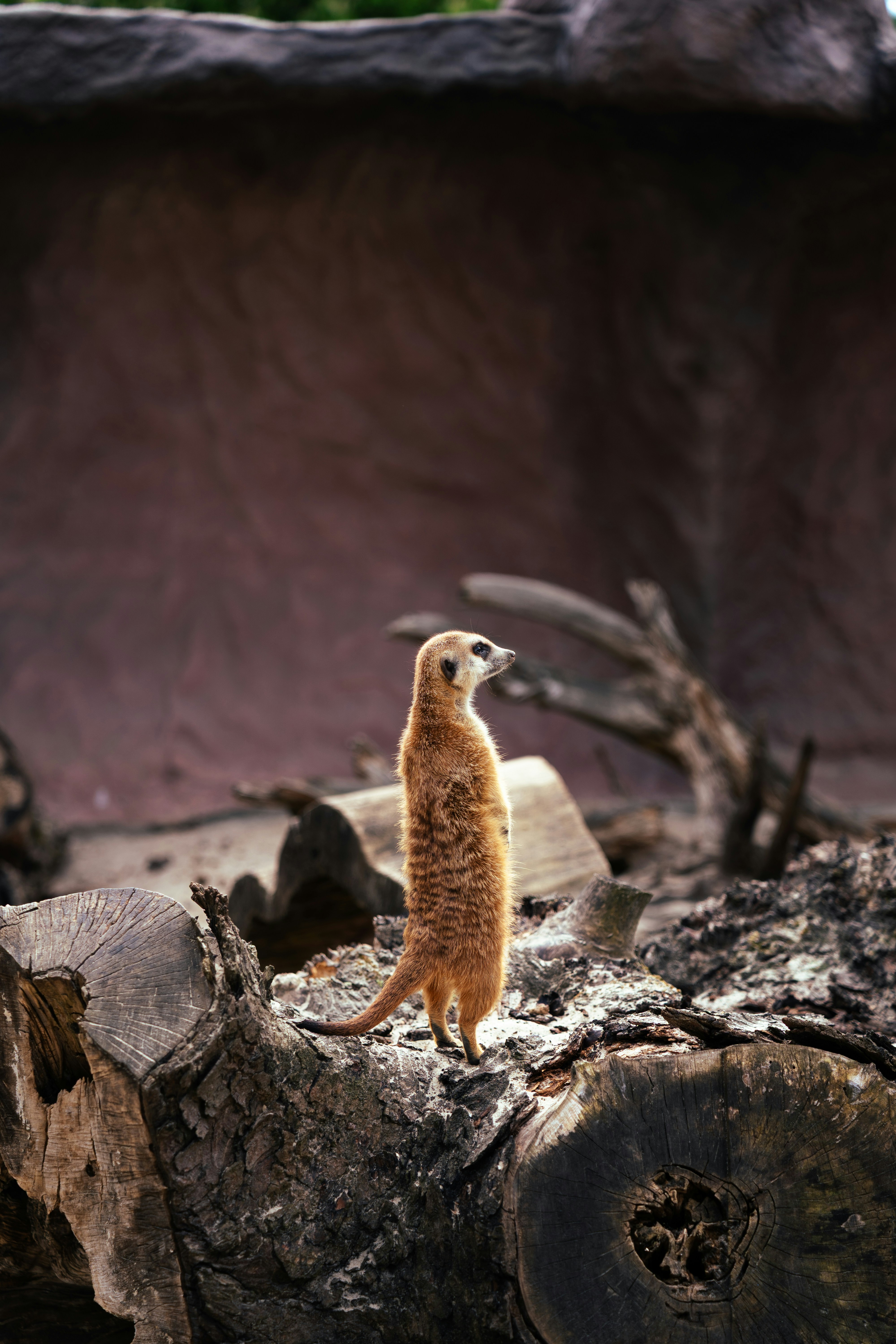 A meerkat stands alert on a dark log.