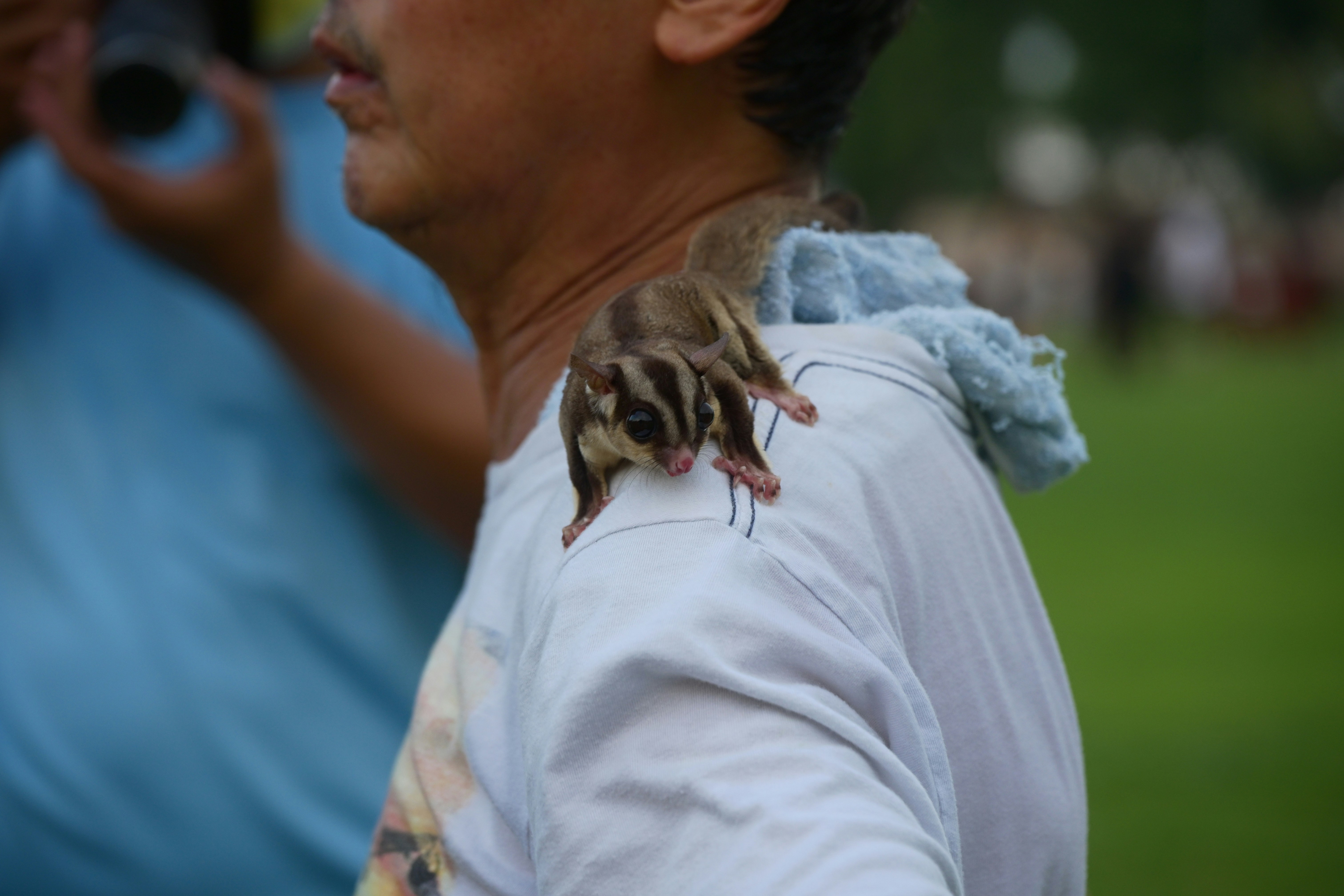Sugar glider bertumpu di bahu seseorang di luar ruangan.